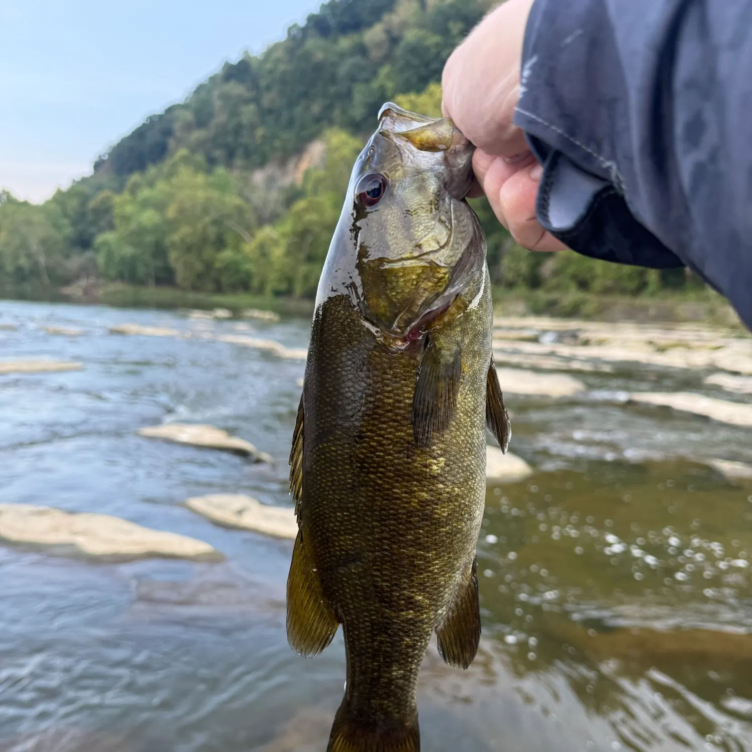 Smallmouth bass caught on Fishbrain