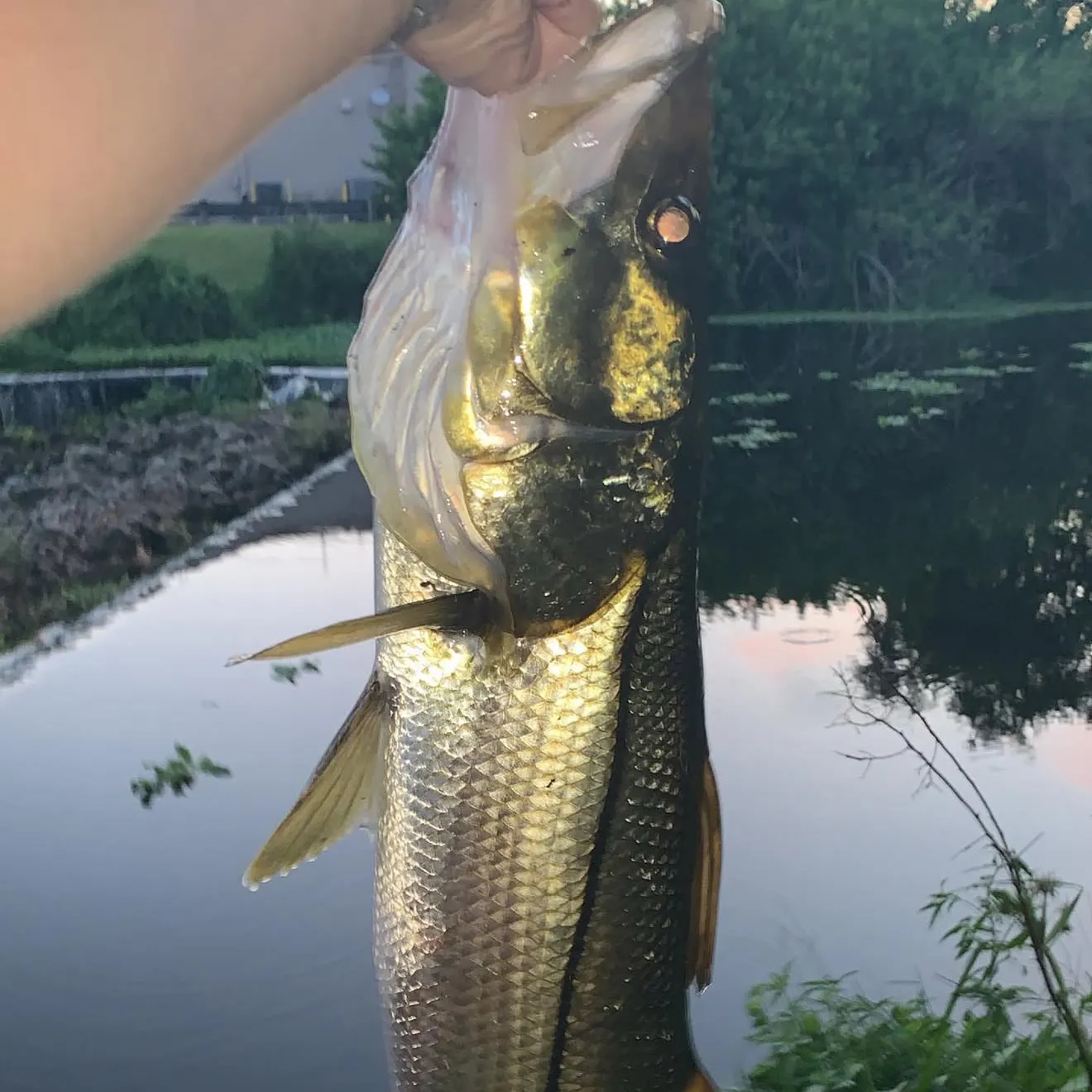 Common snook caught on Fishbrain