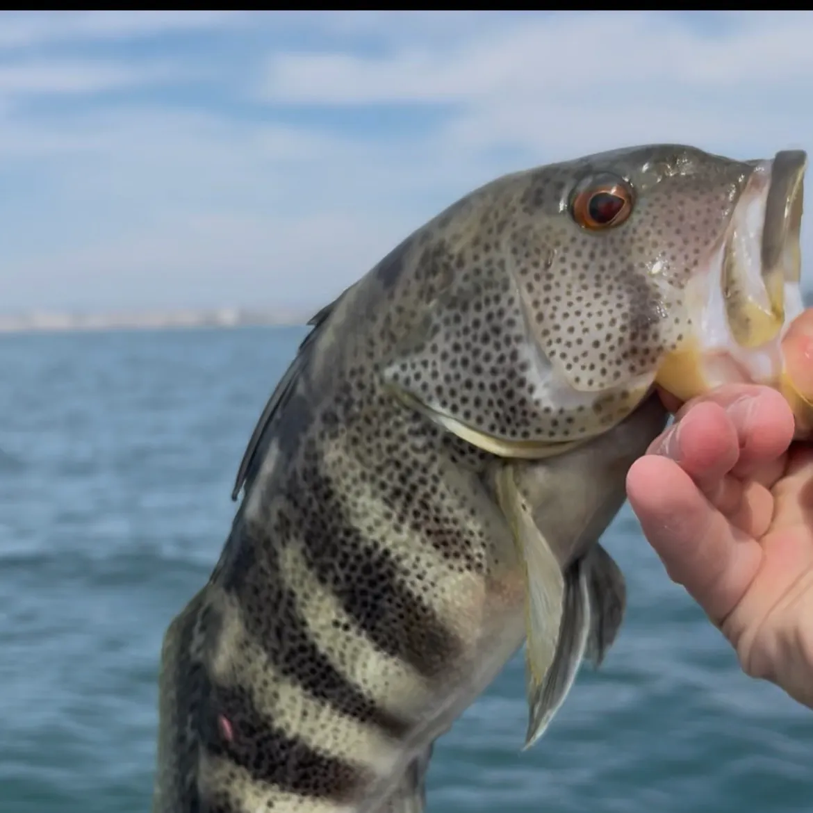 Spotted sand bass caught on Fishbrain