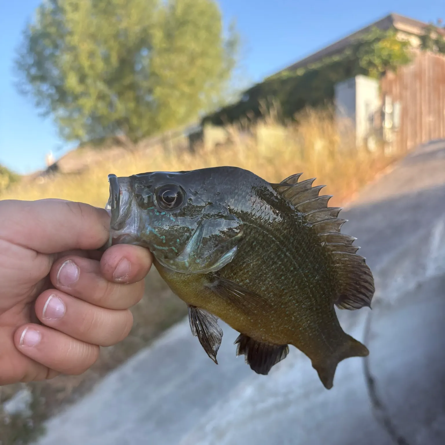 catch