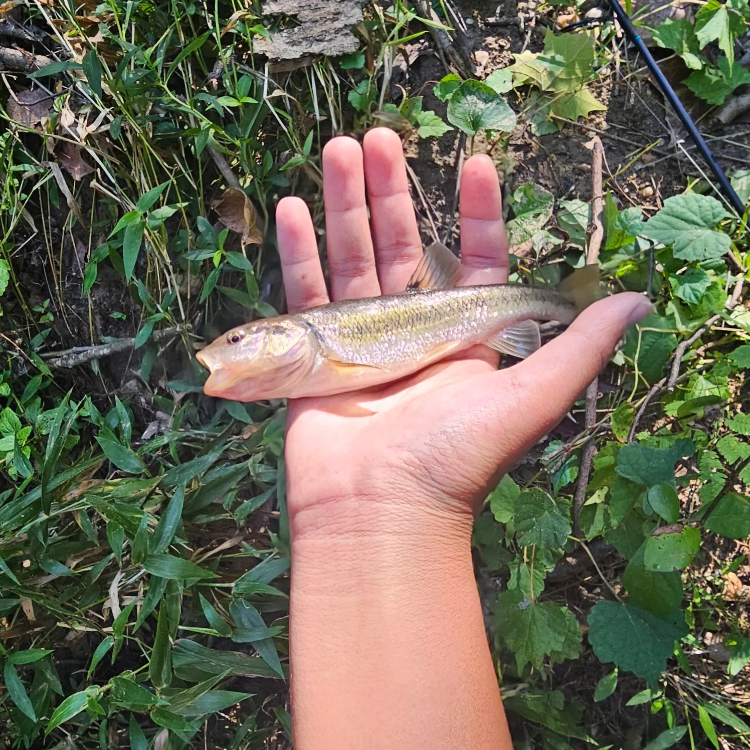 Creek chub caught on Fishbrain