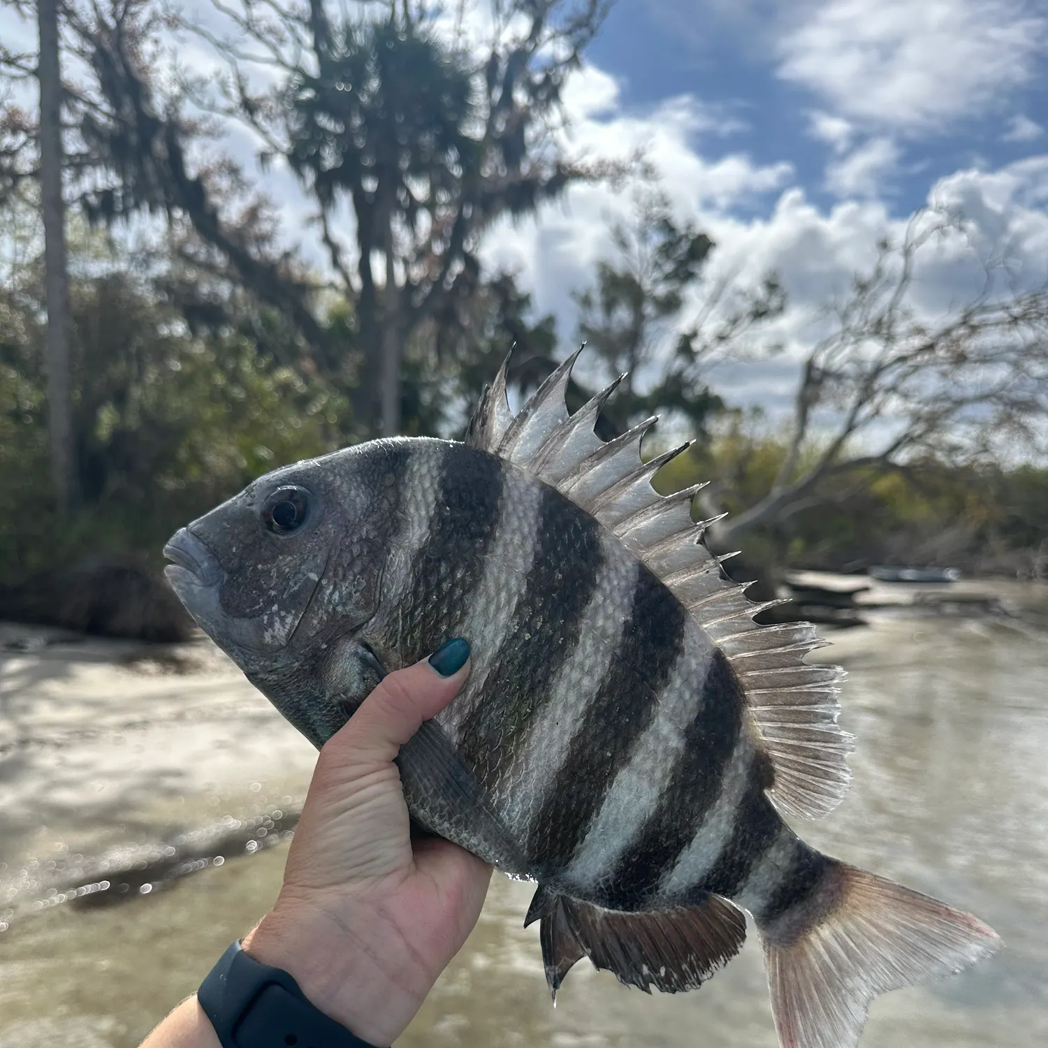 The most recent Sheepshead catches on Fishbrain