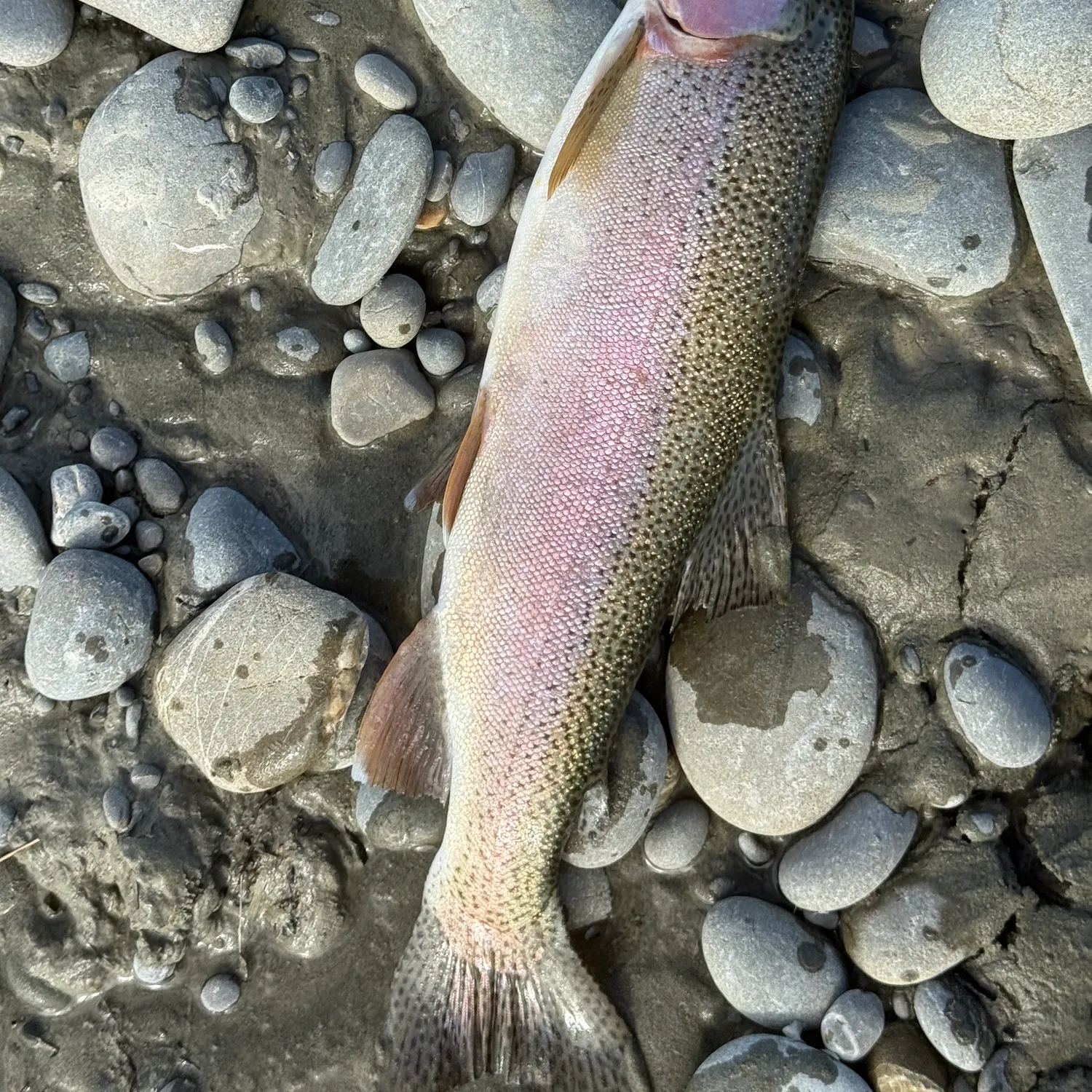 Rainbow trout caught on Fishbrain
