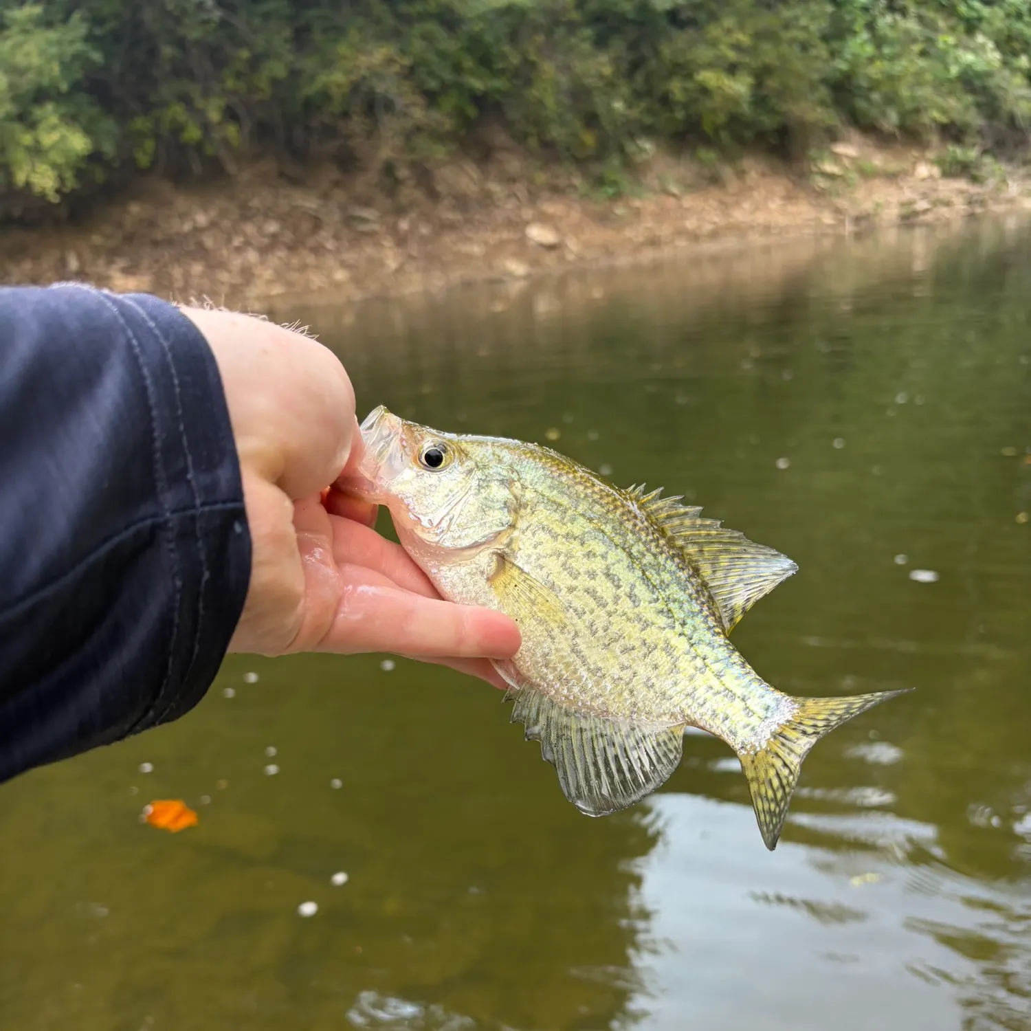 Black crappie caught on Fishbrain