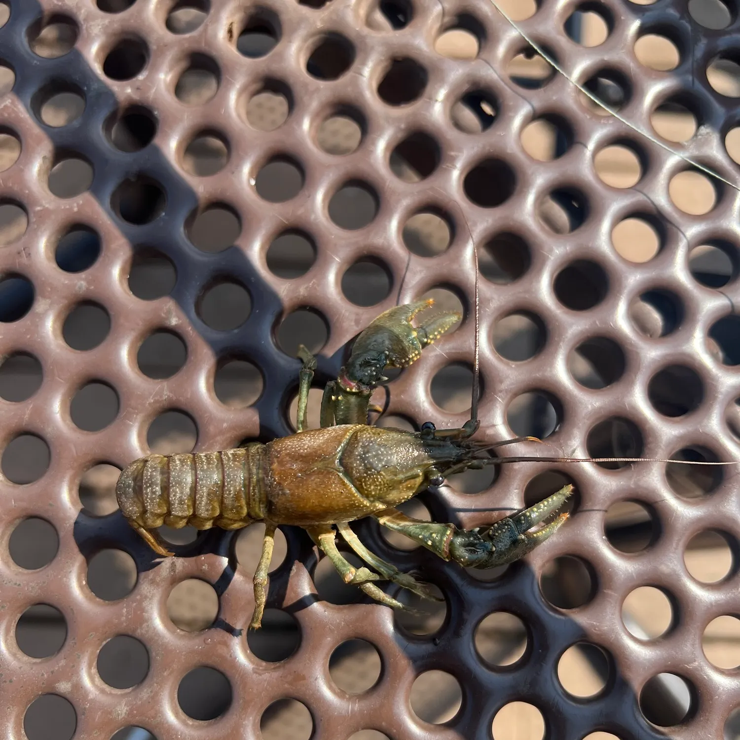 Virile crayfish caught on Fishbrain