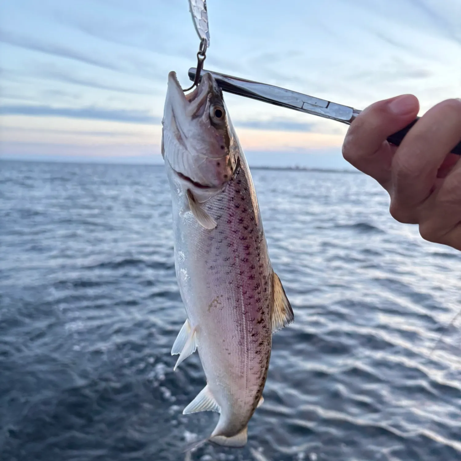 The most recent Sea trout catches on Fishbrain