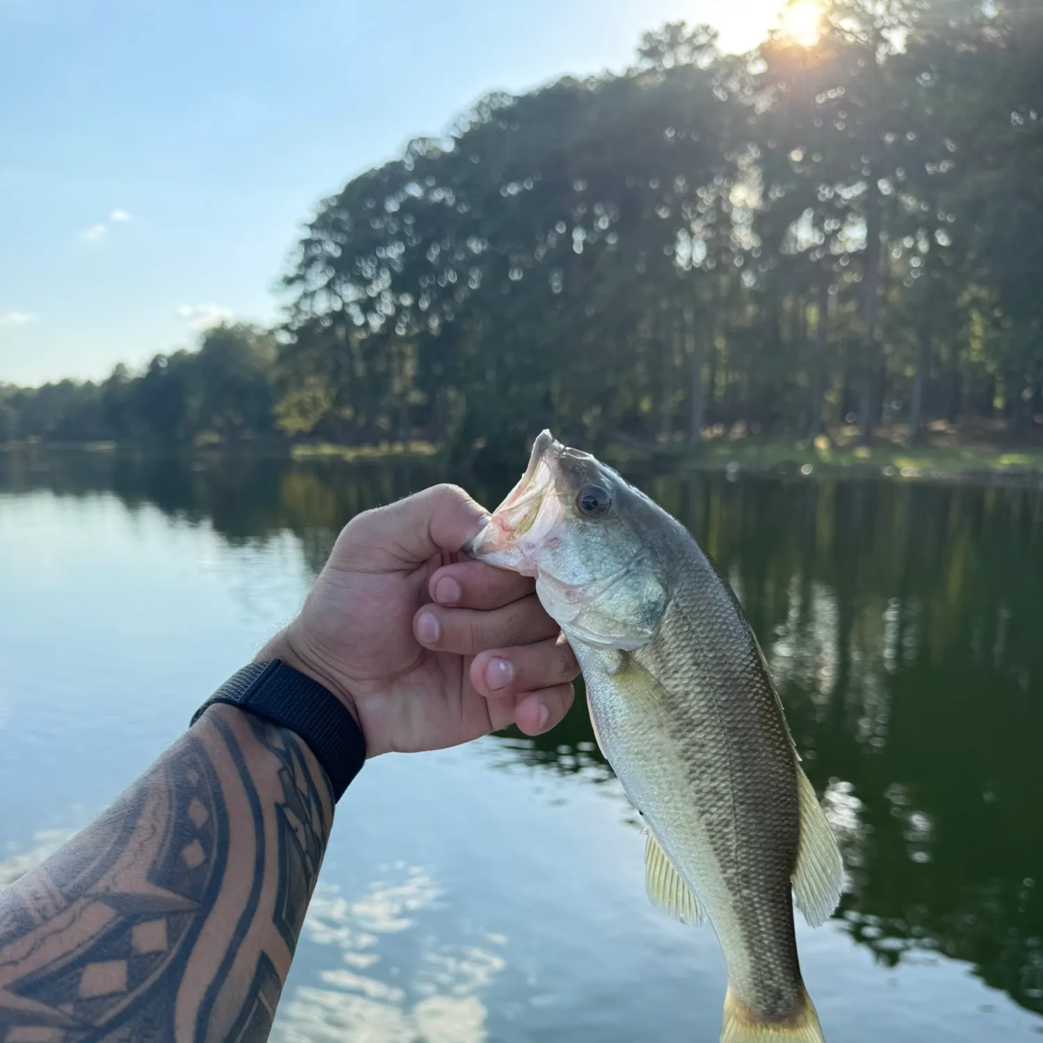 Largemouth bass caught on Fishbrain