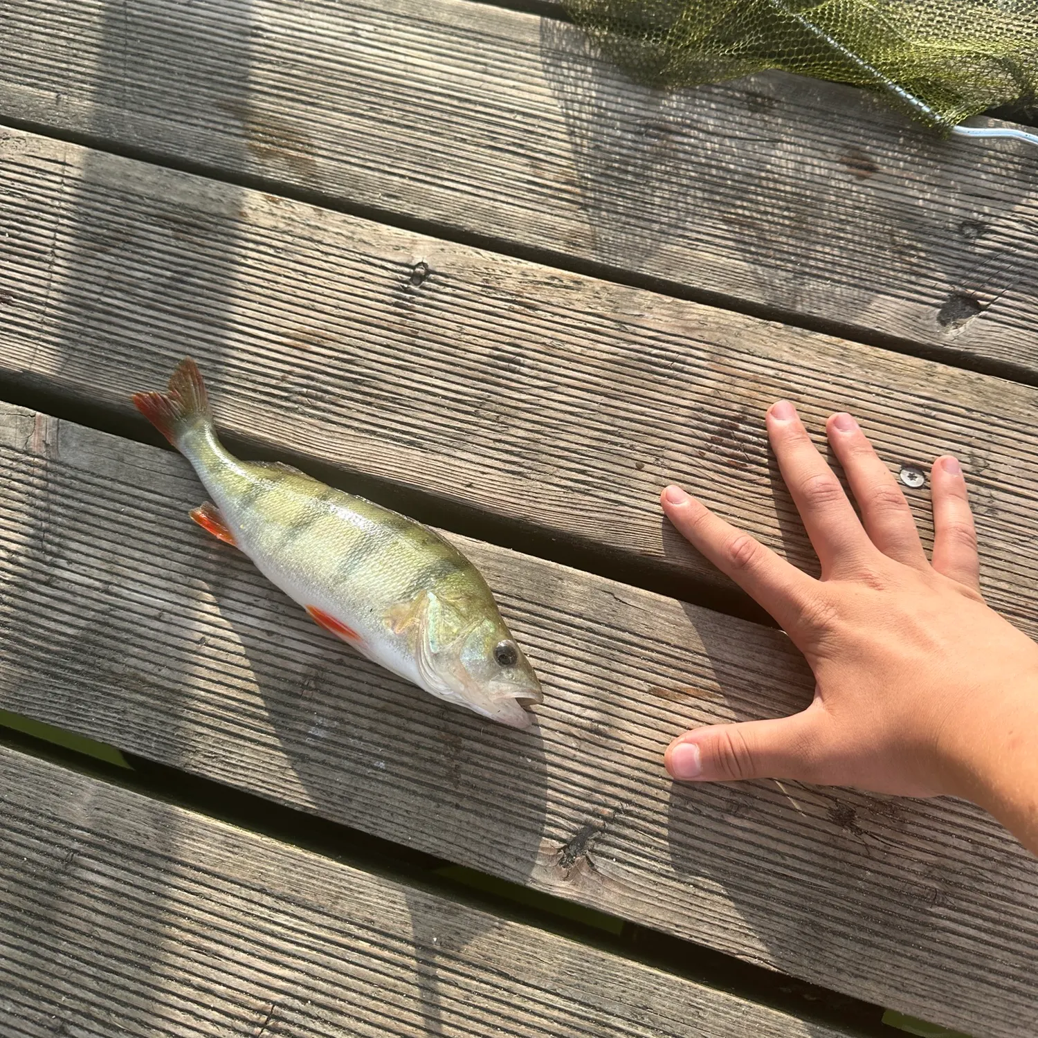European perch caught on Fishbrain