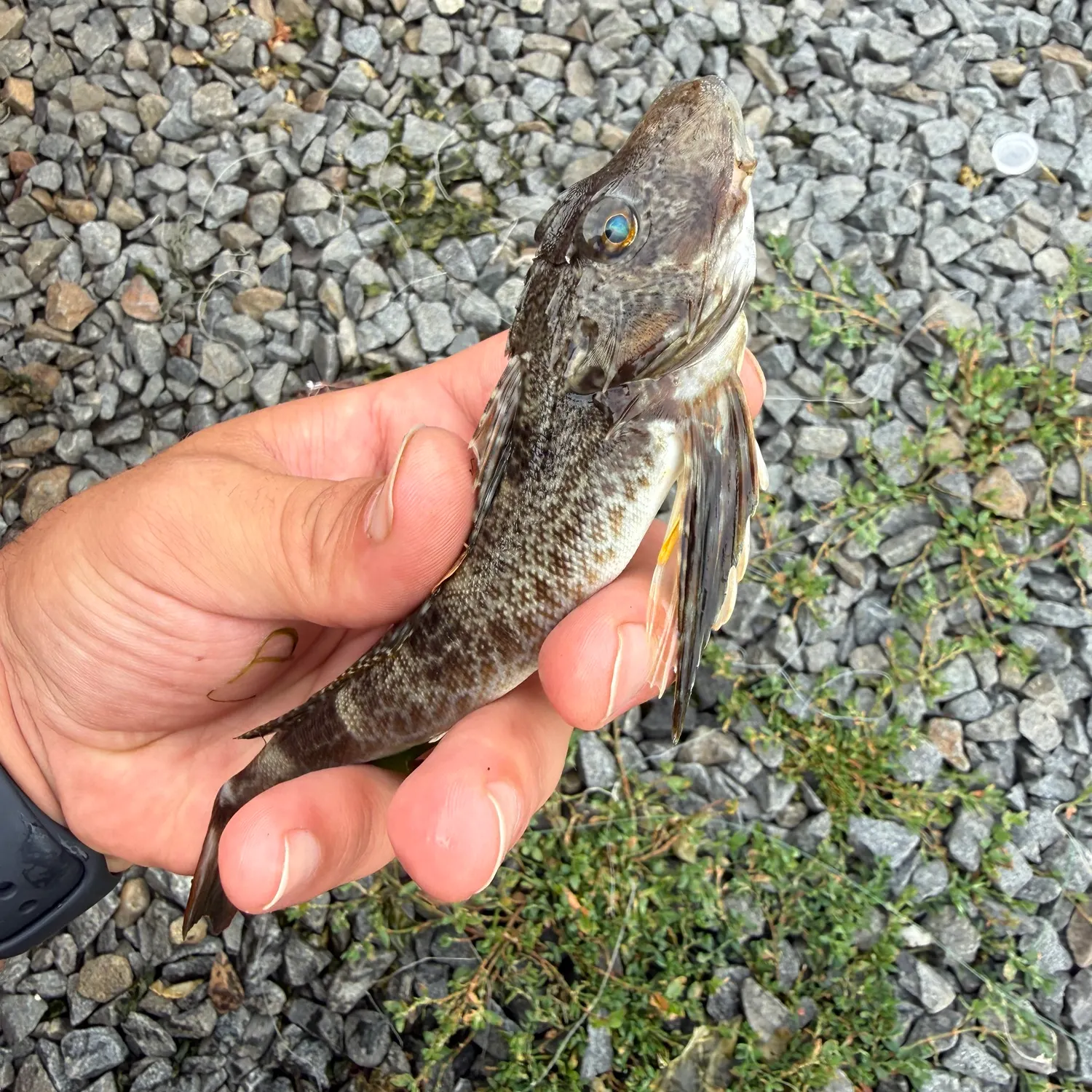 The most recent Leopard searobin catches on Fishbrain