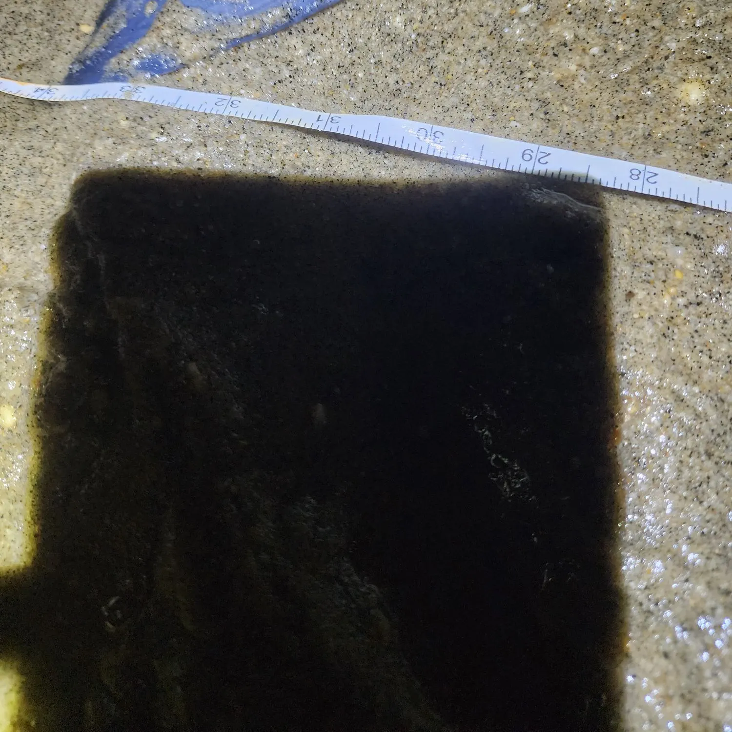 The most recent Striped marlin catches on Fishbrain