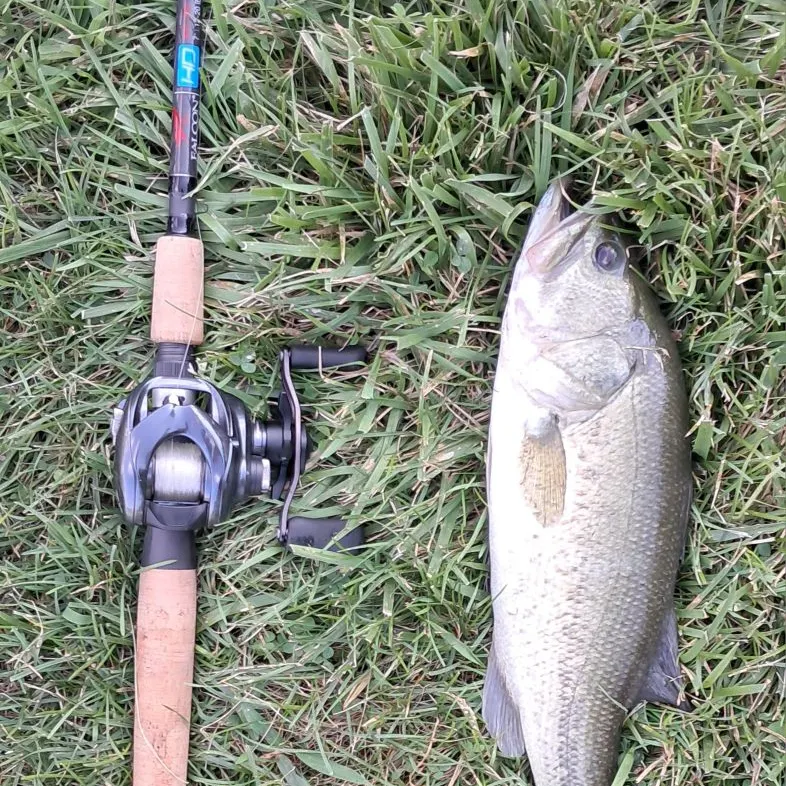 Largemouth bass caught on Fishbrain