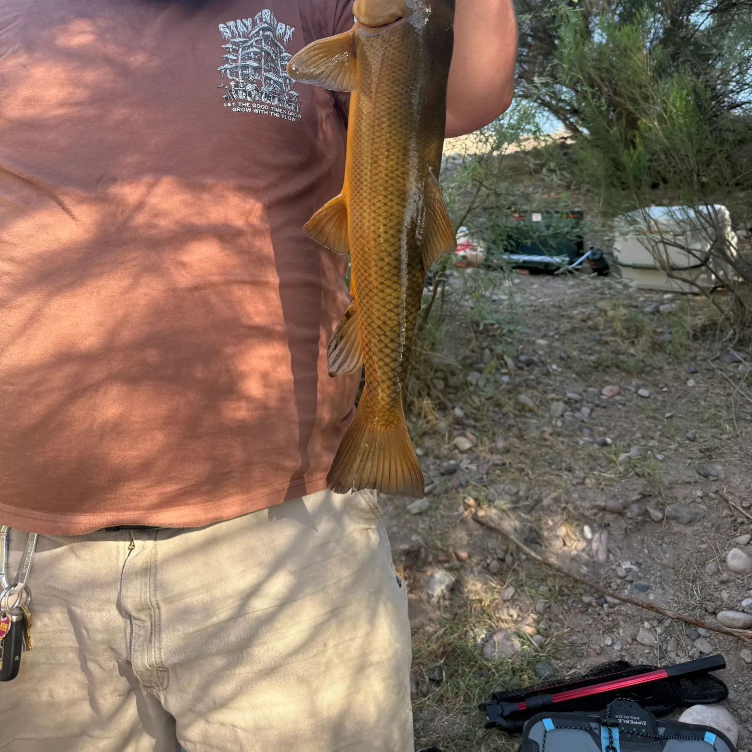 The most recent Sonora sucker catches on Fishbrain
