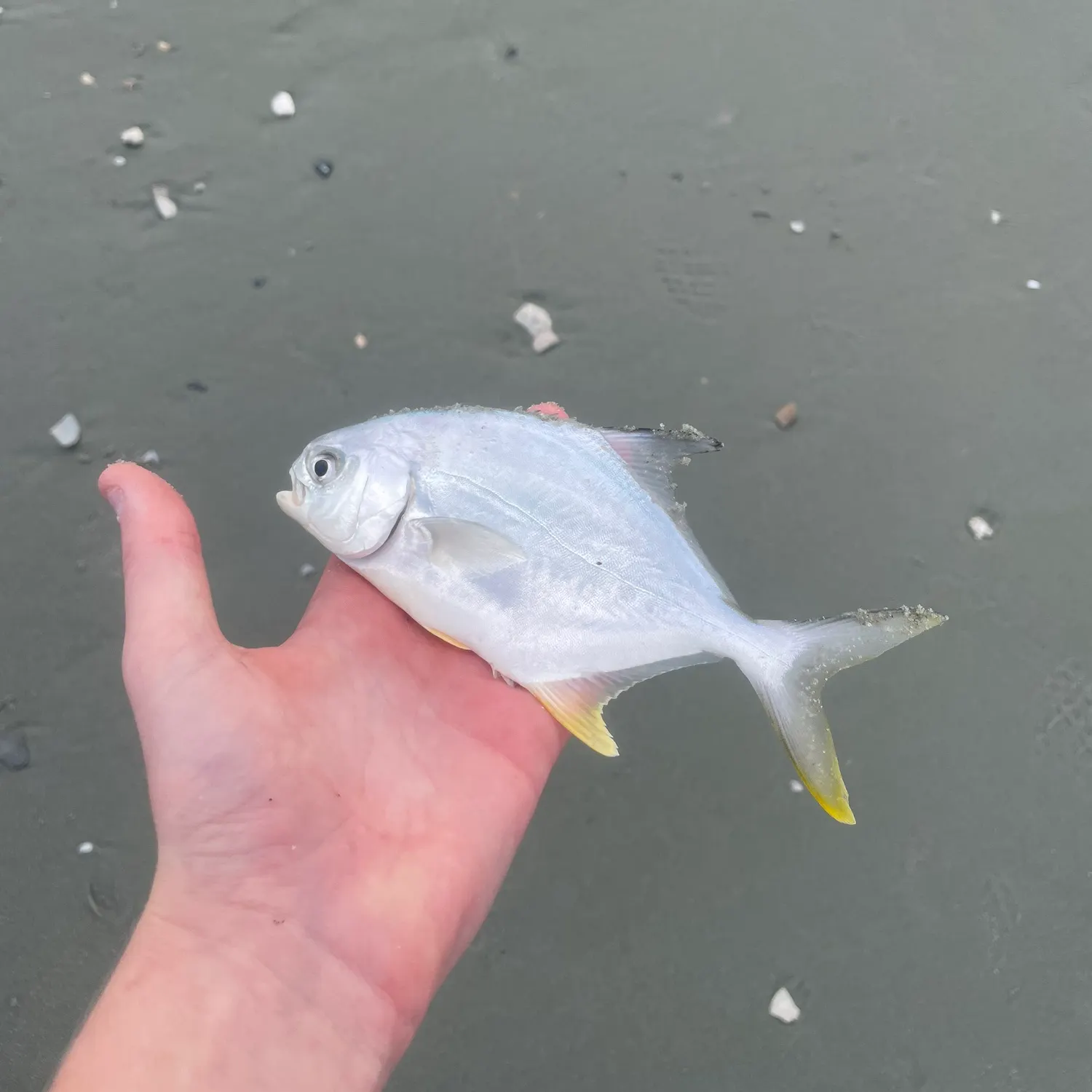 Florida pompano caught on Fishbrain