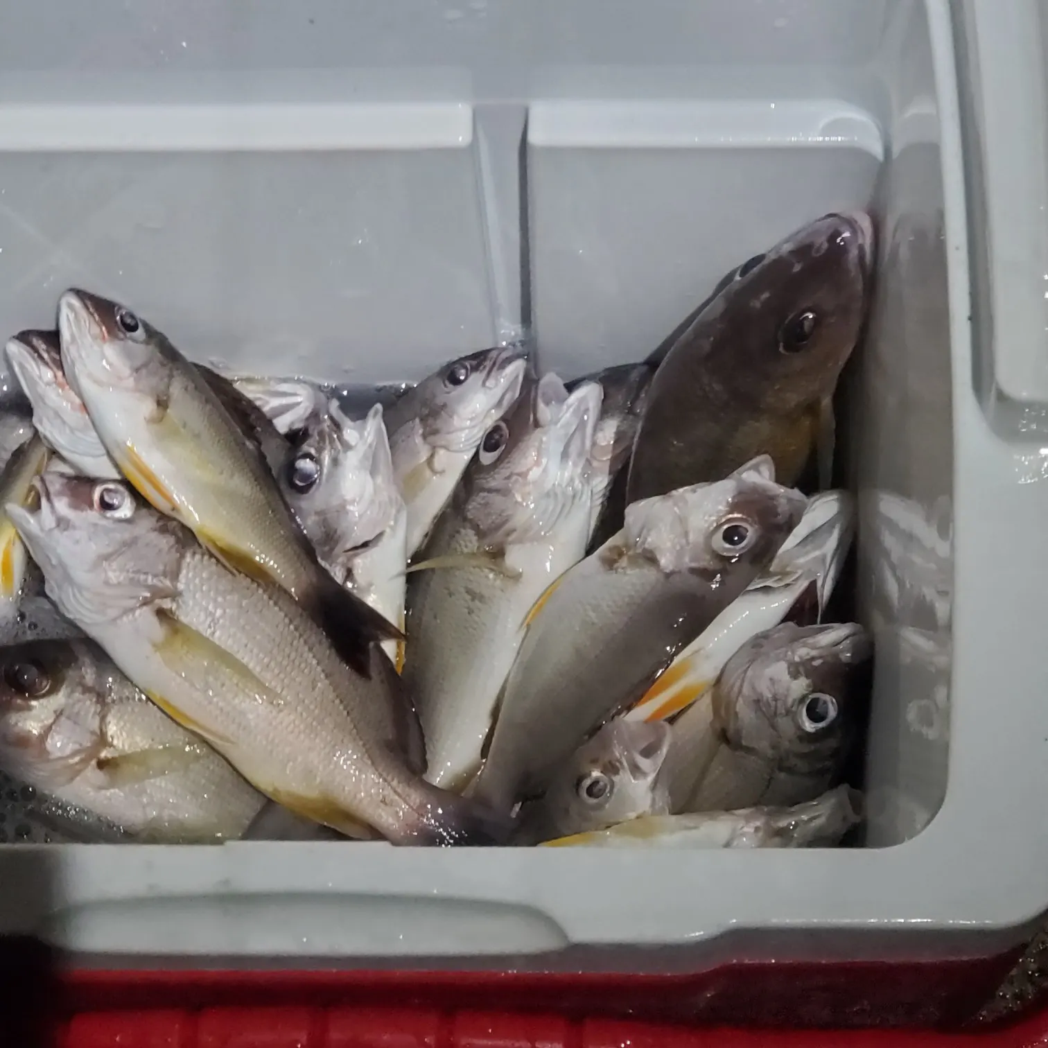 ᐅ Gayloup Cove fishing reports🎣• Inarajan, Guam fishing