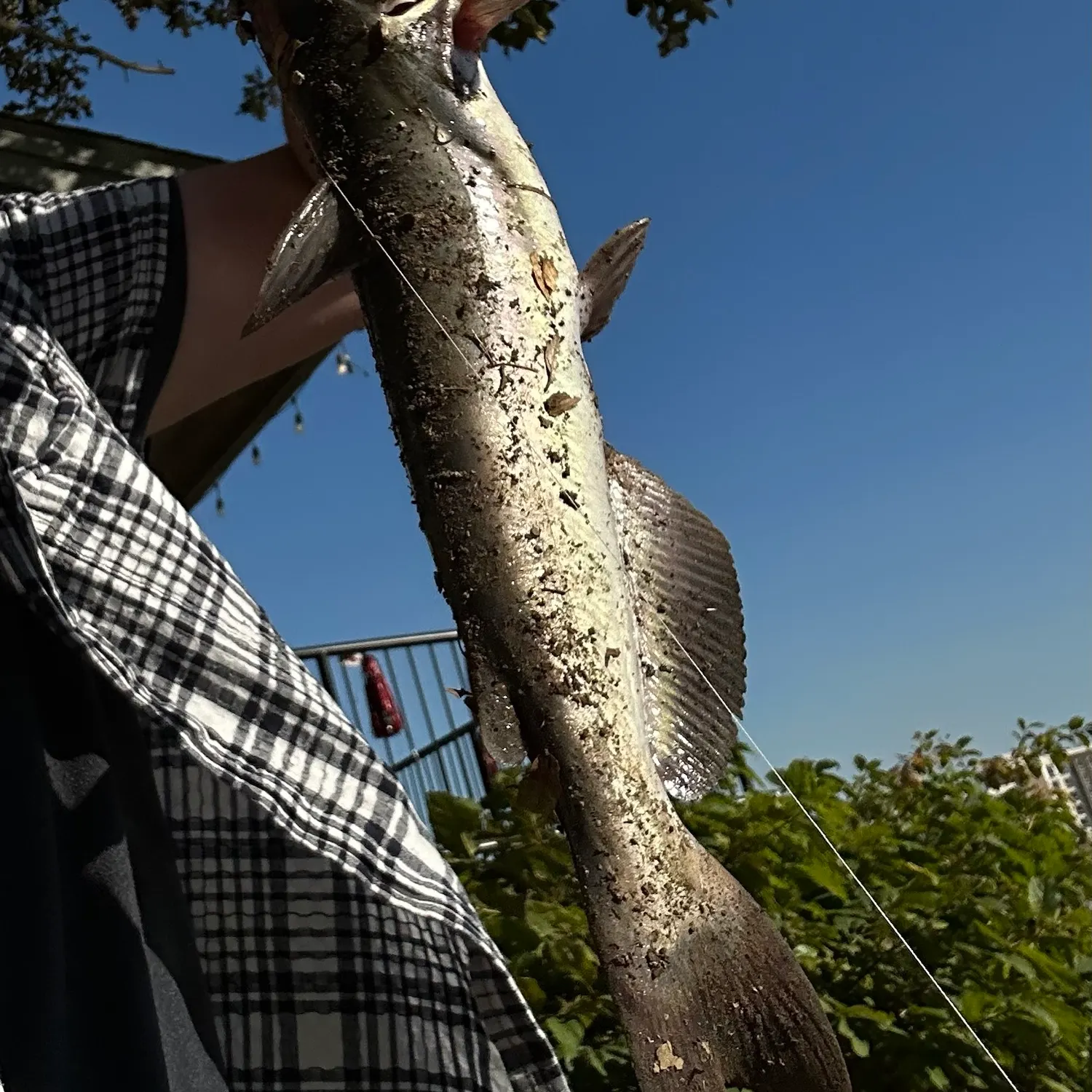 Channel catfish caught on Fishbrain