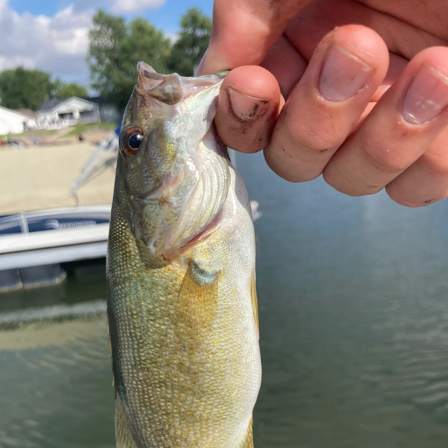 Smallmouth bass caught on Fishbrain