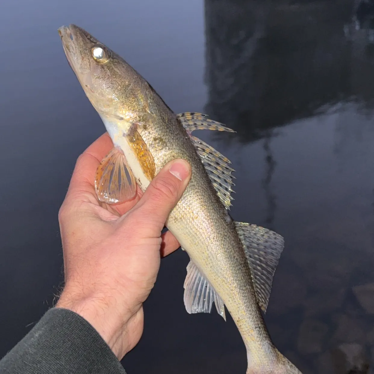 The most recent Sauger catches on Fishbrain