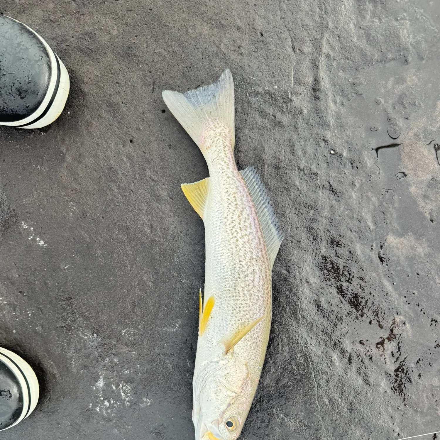 The most recent Gray weakfish catches on Fishbrain