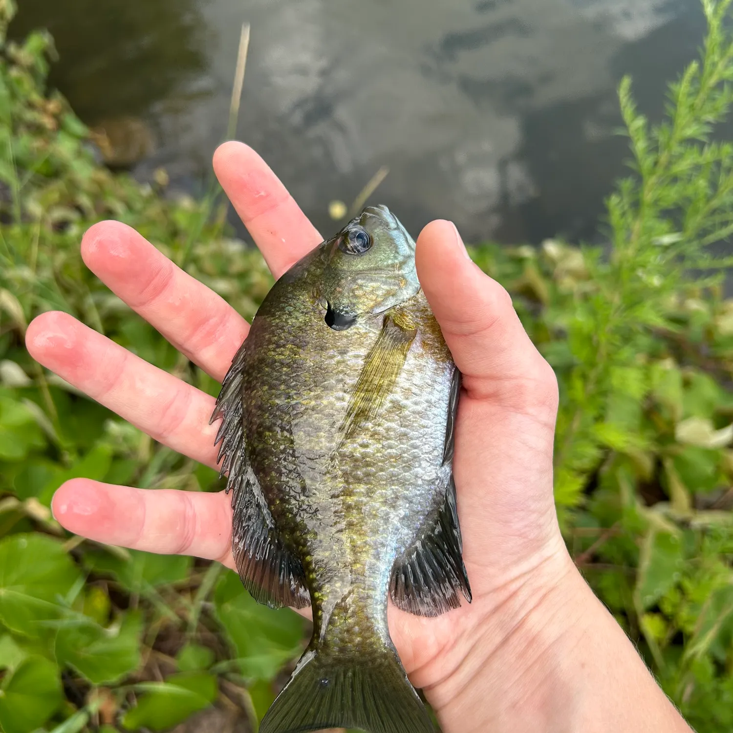 The most recent Bluegill catches on Fishbrain