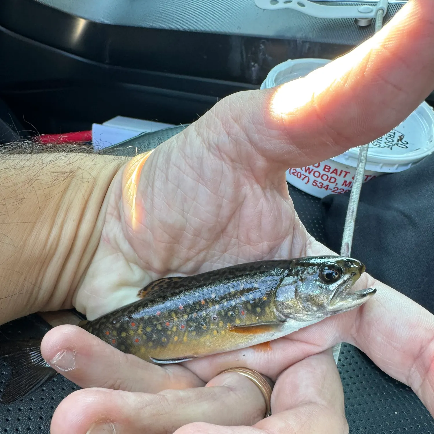 The most recent Brook trout catches on Fishbrain