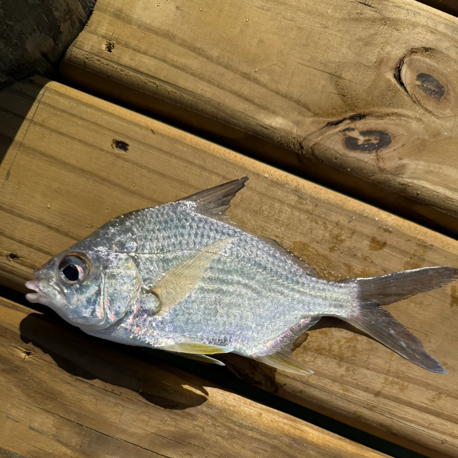 The most recent Striped mojarra catches on Fishbrain