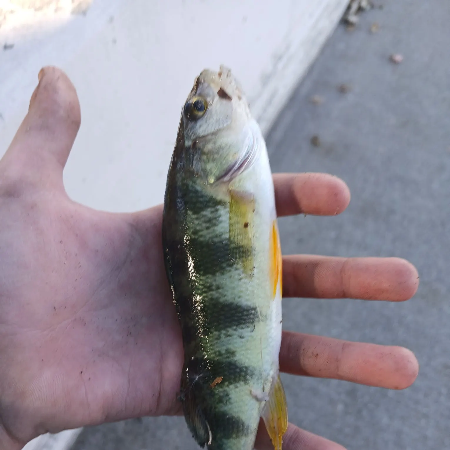 Yellow perch caught on Fishbrain