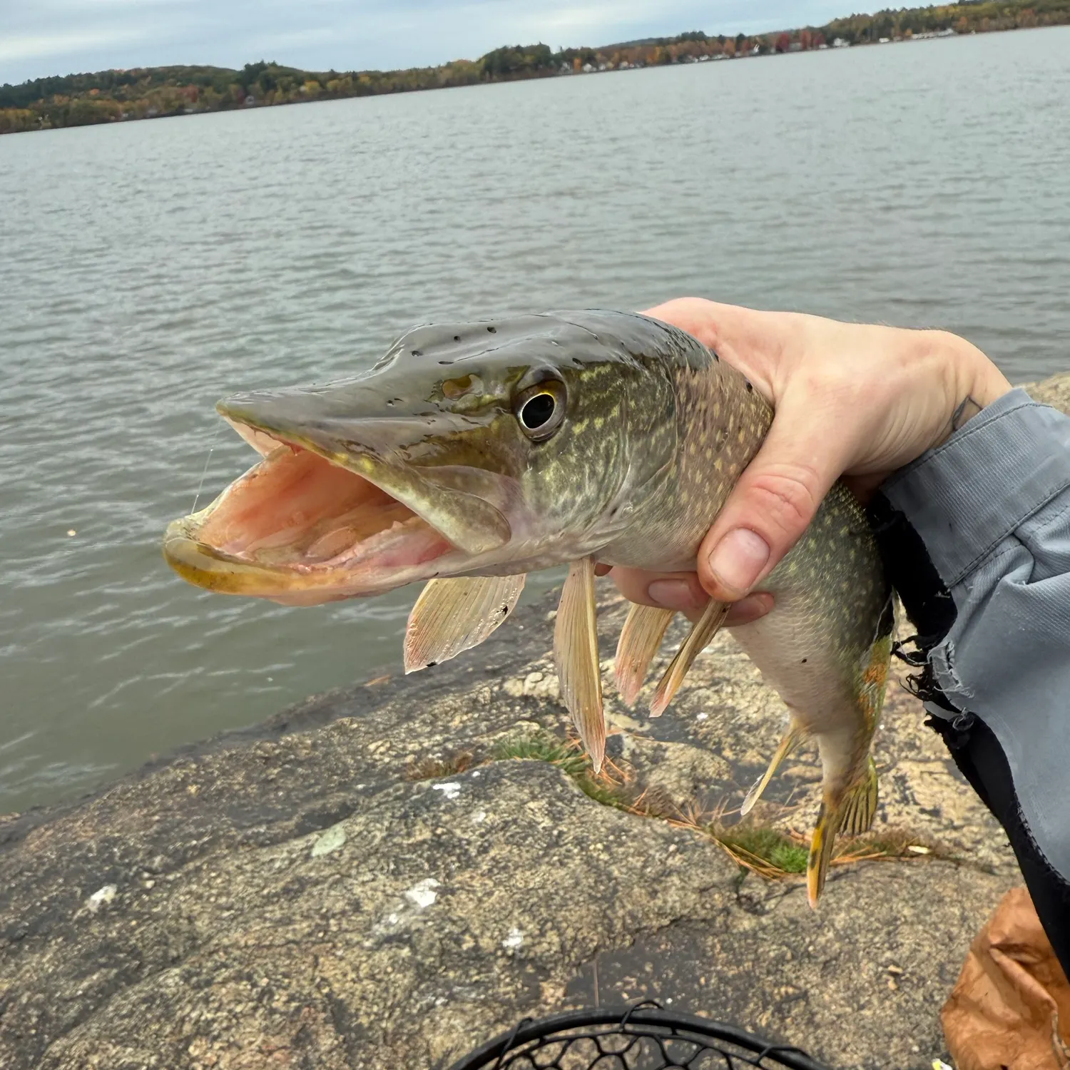 Northern pike caught on Fishbrain