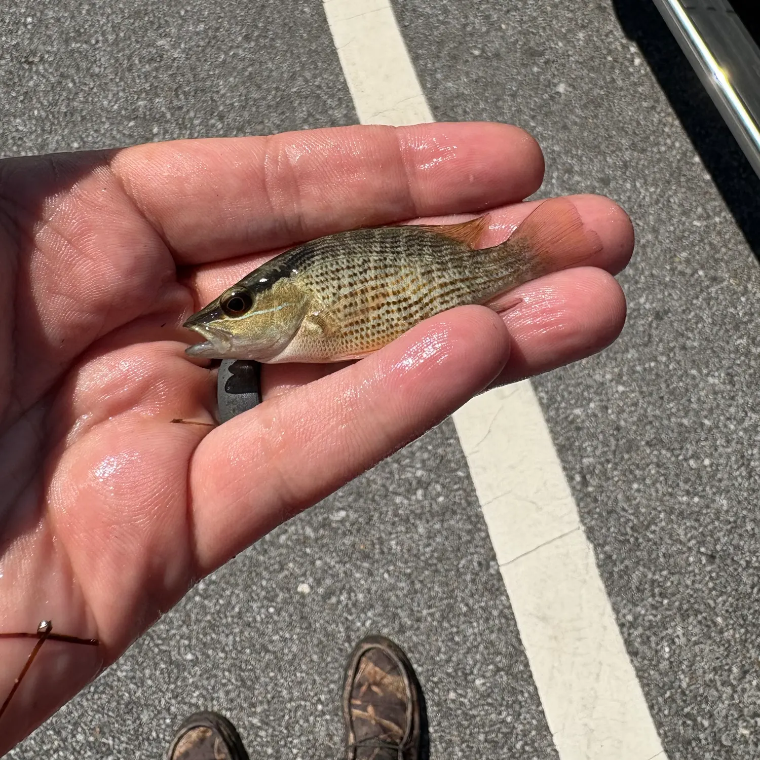 The most recent Schoolmaster snapper catches on Fishbrain