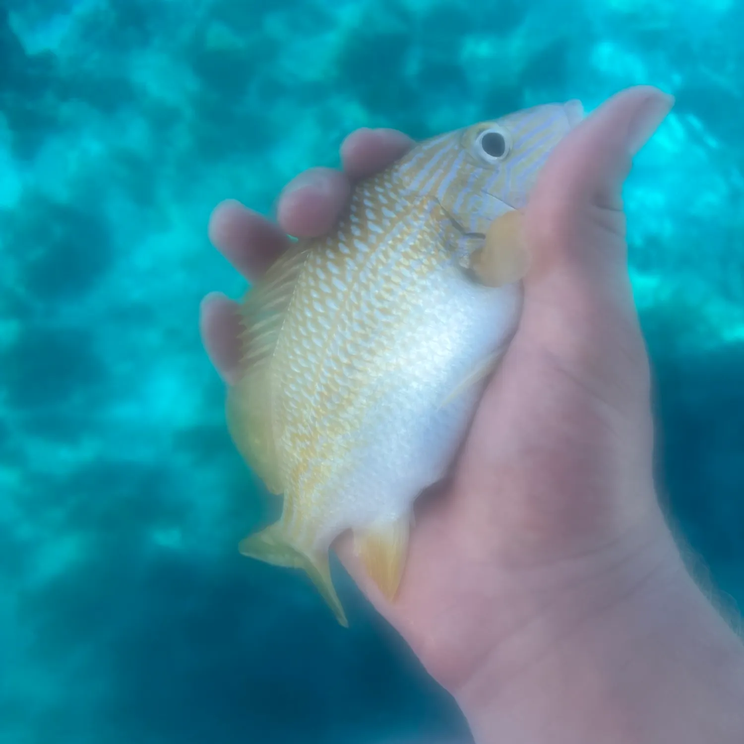 White grunt caught on Fishbrain