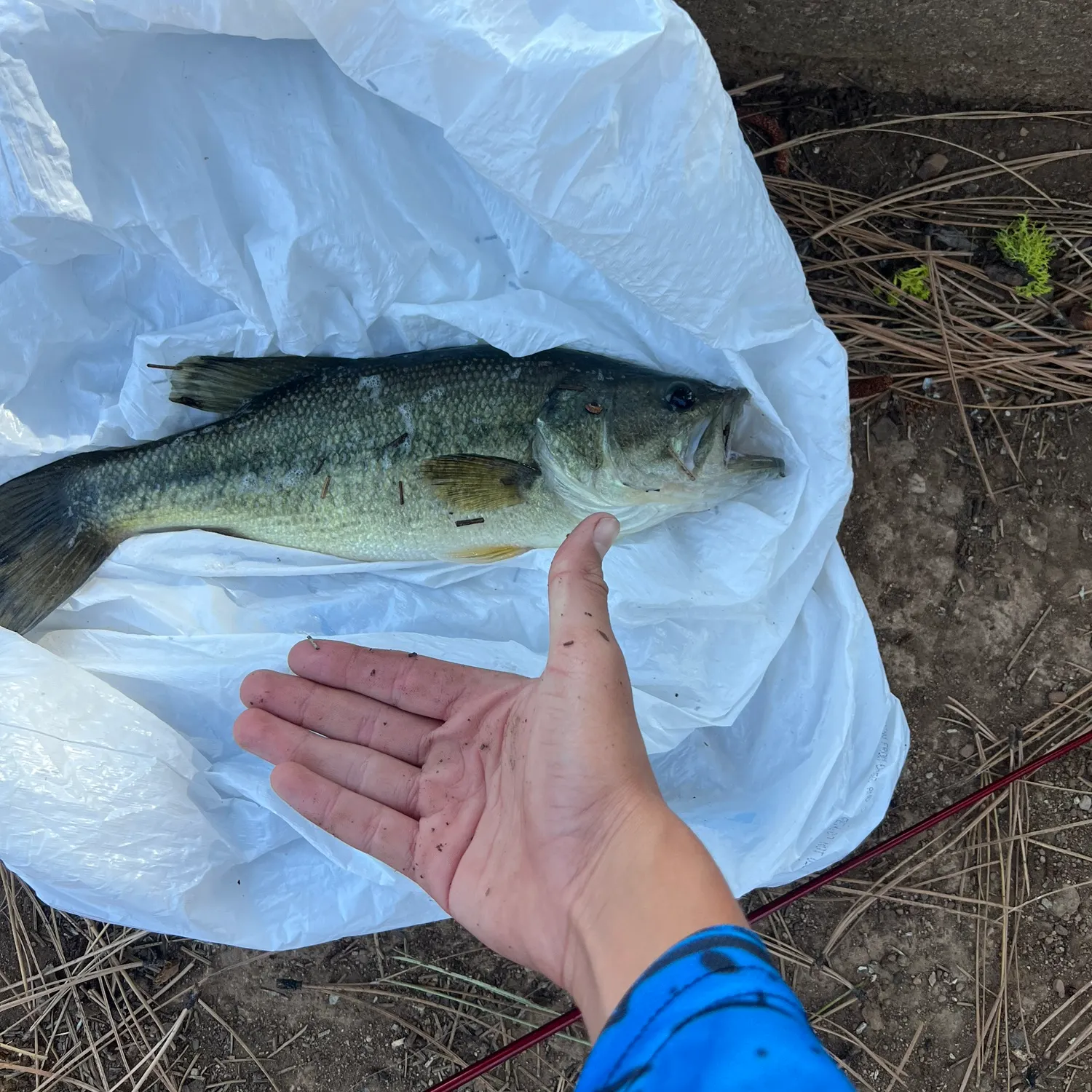 Largemouth bass caught on Fishbrain