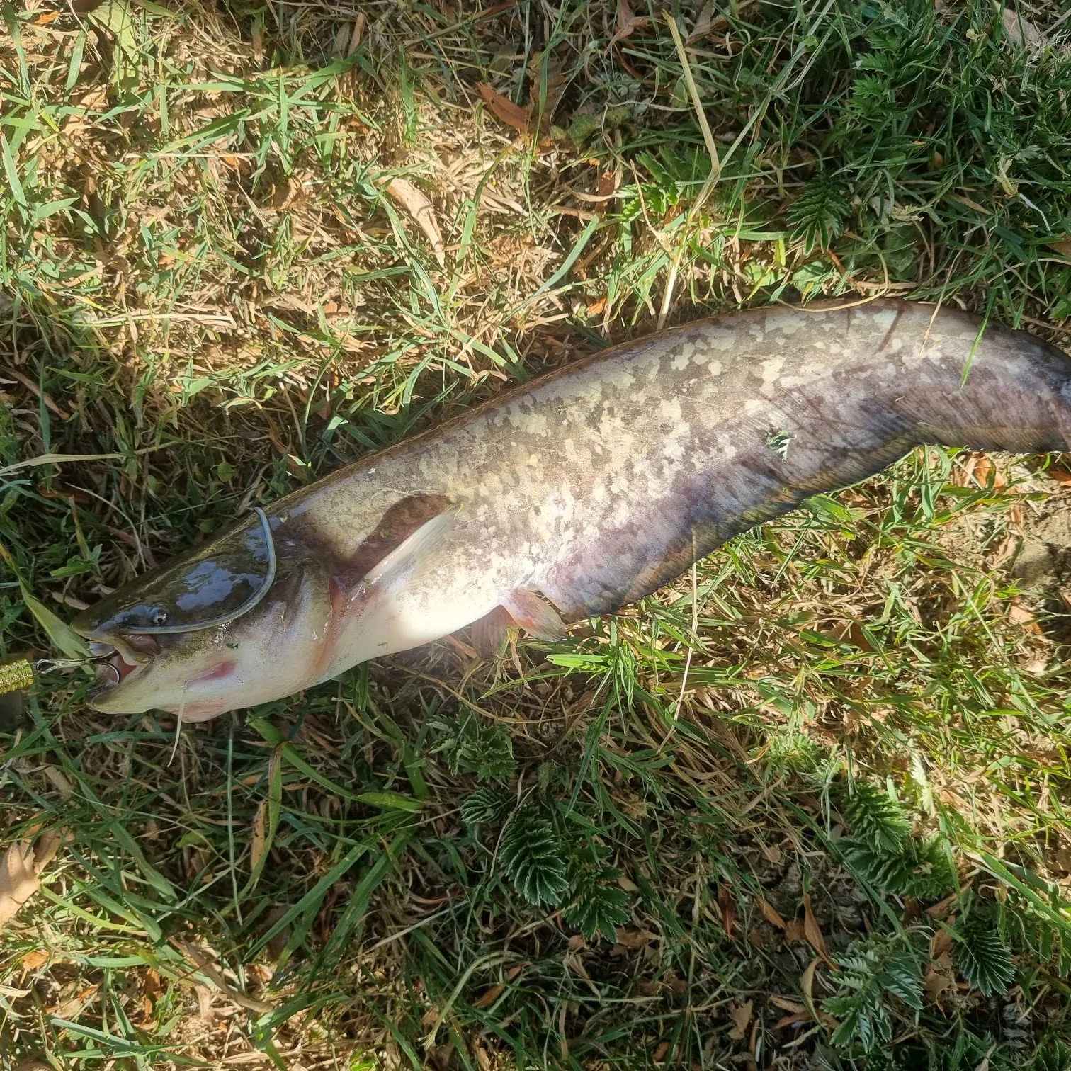 The most recent Wels catfish catches on Fishbrain