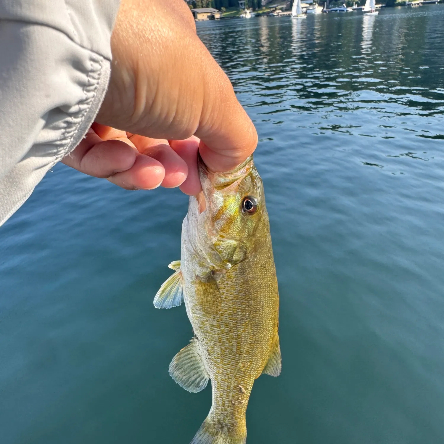 Smallmouth bass caught on Fishbrain