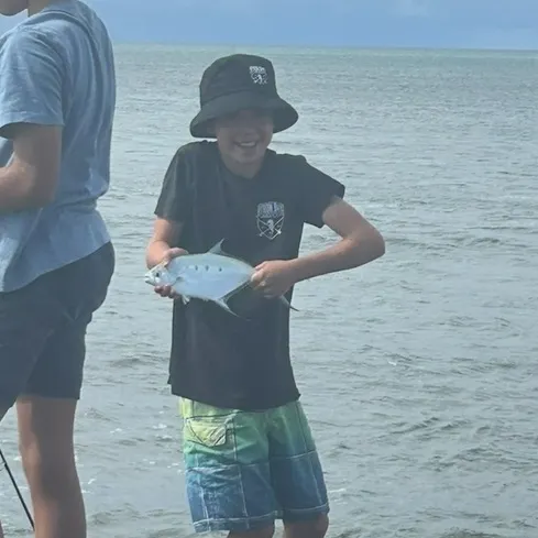 The most recent Largespotted dart catches on Fishbrain