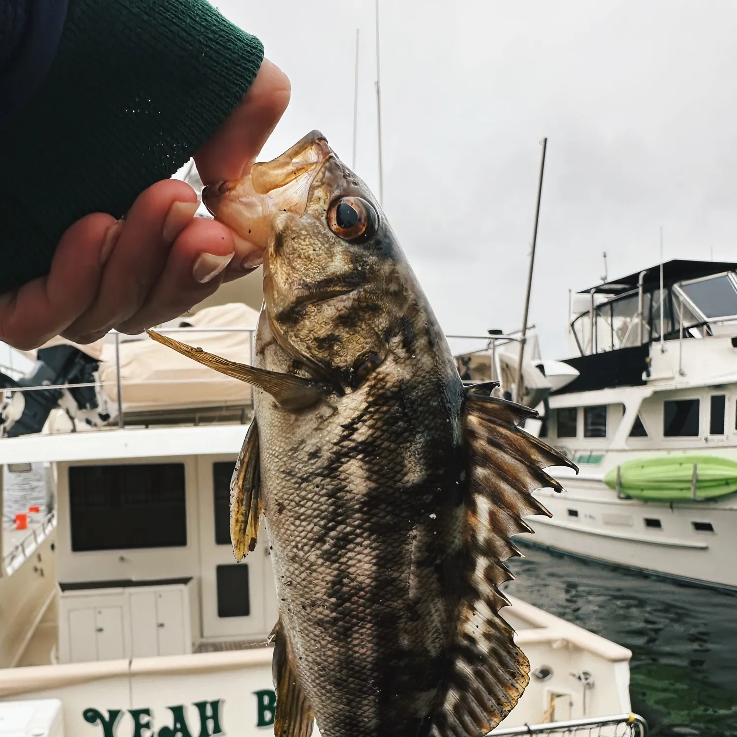 catch