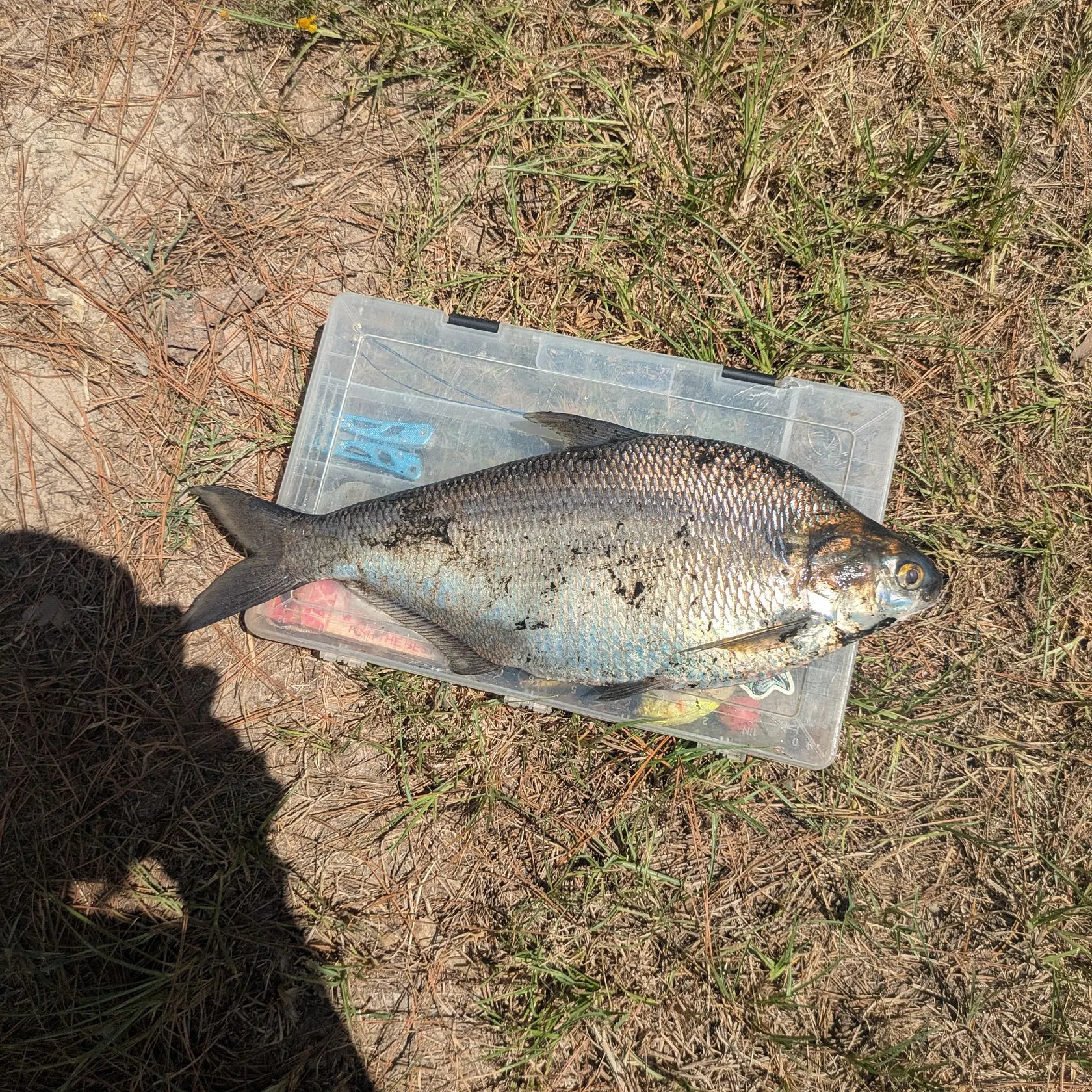 The most recent American gizzard shad catches on Fishbrain