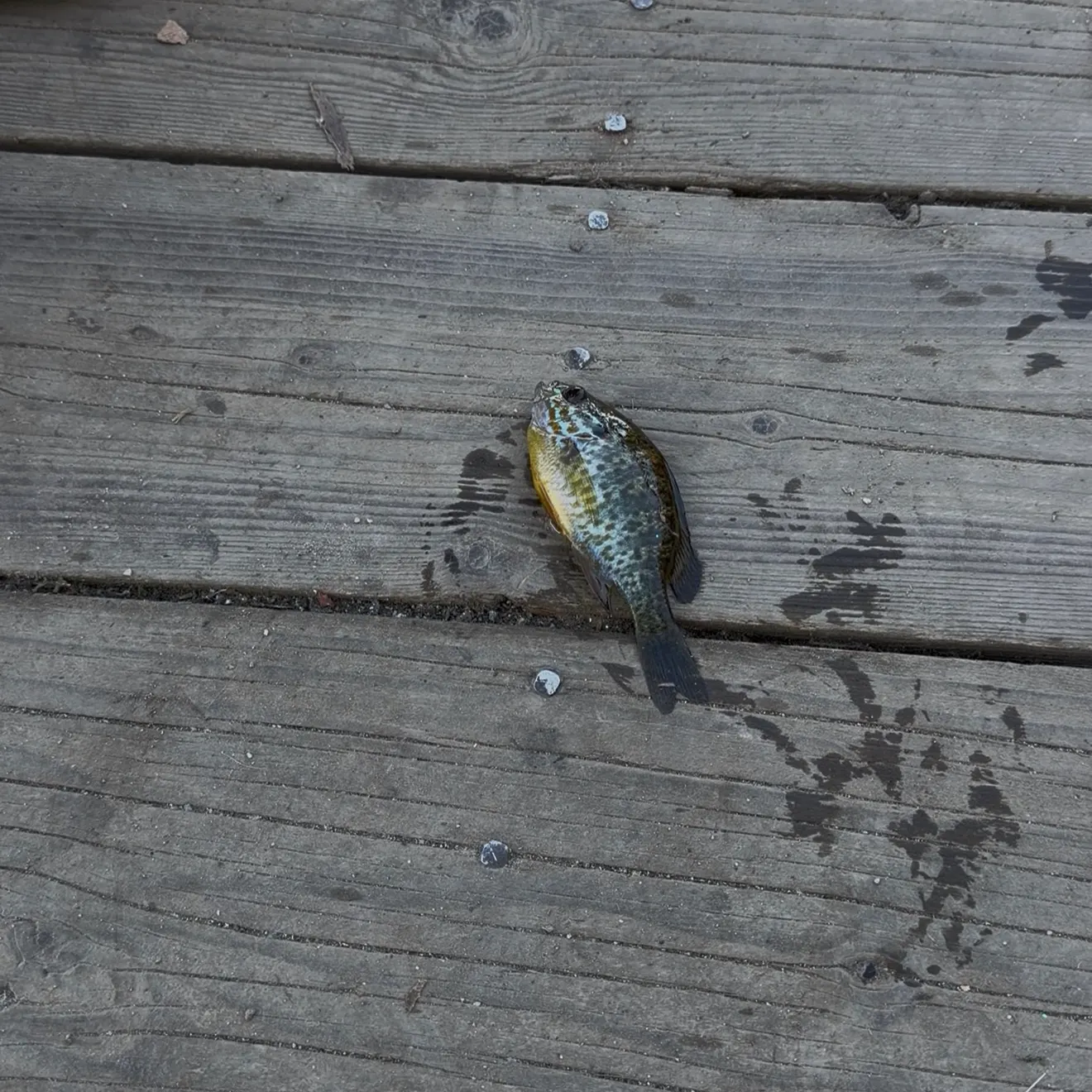 Greengill hybrid caught on Fishbrain