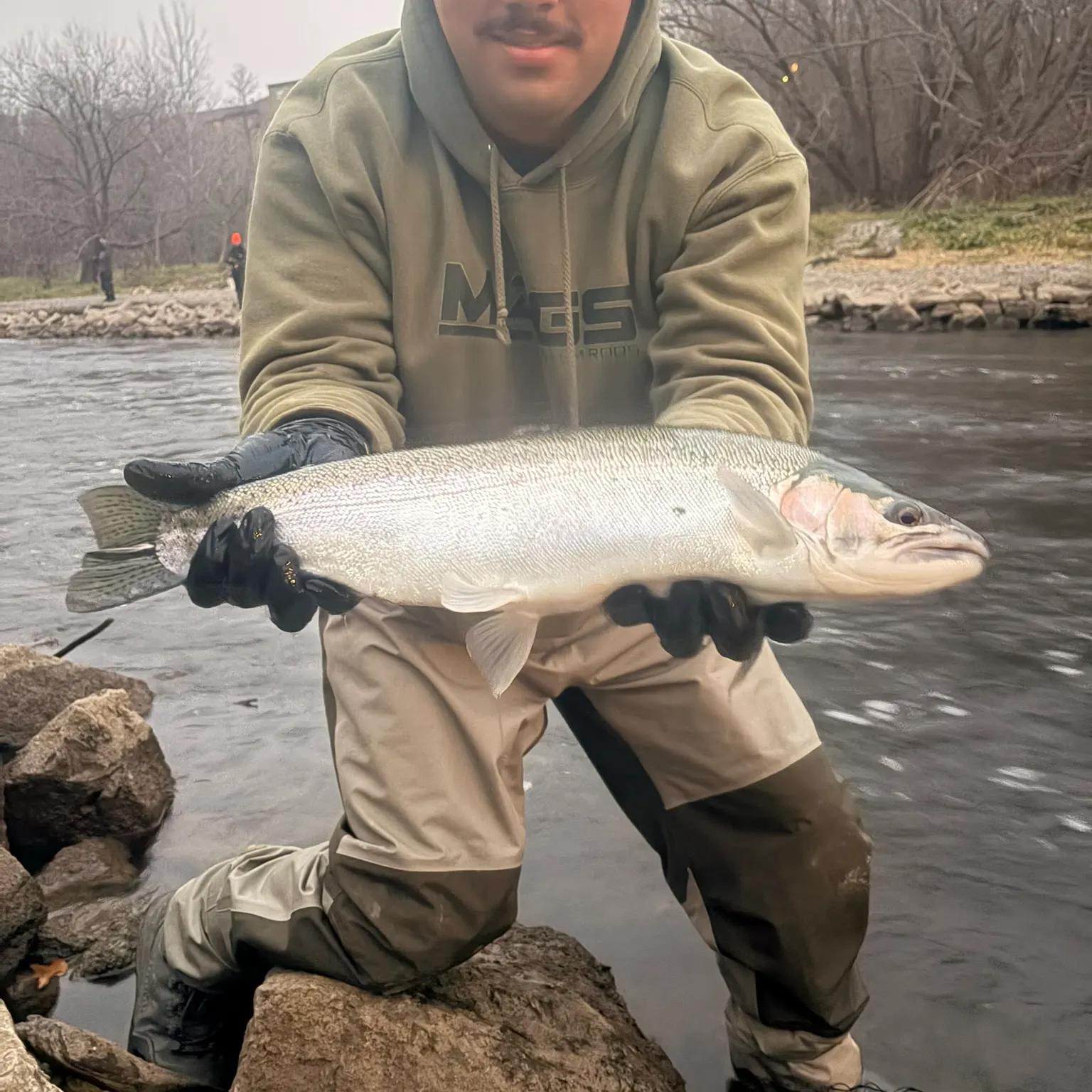 The most recent Steelhead catches on Fishbrain