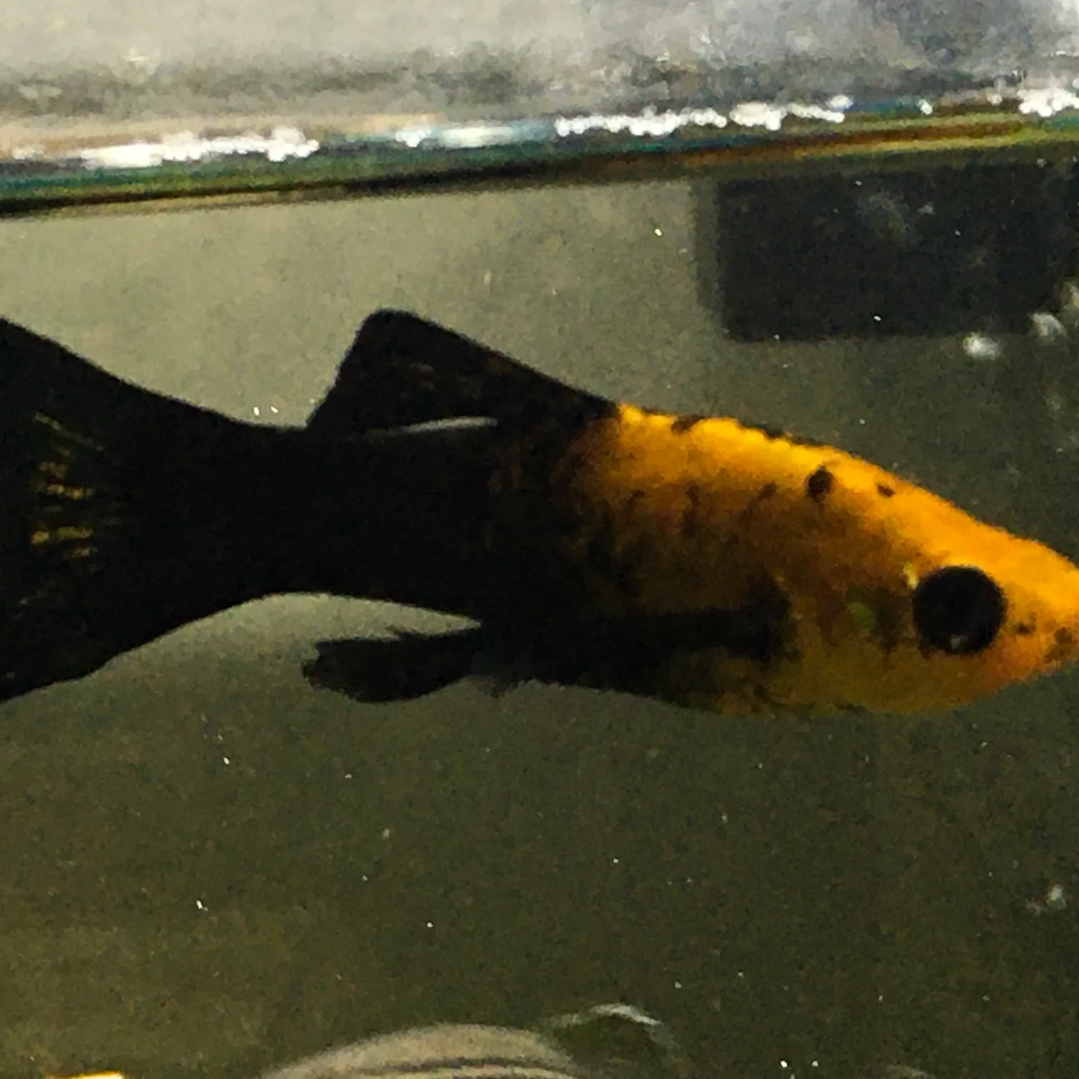 The most recent Mexican molly catches on Fishbrain