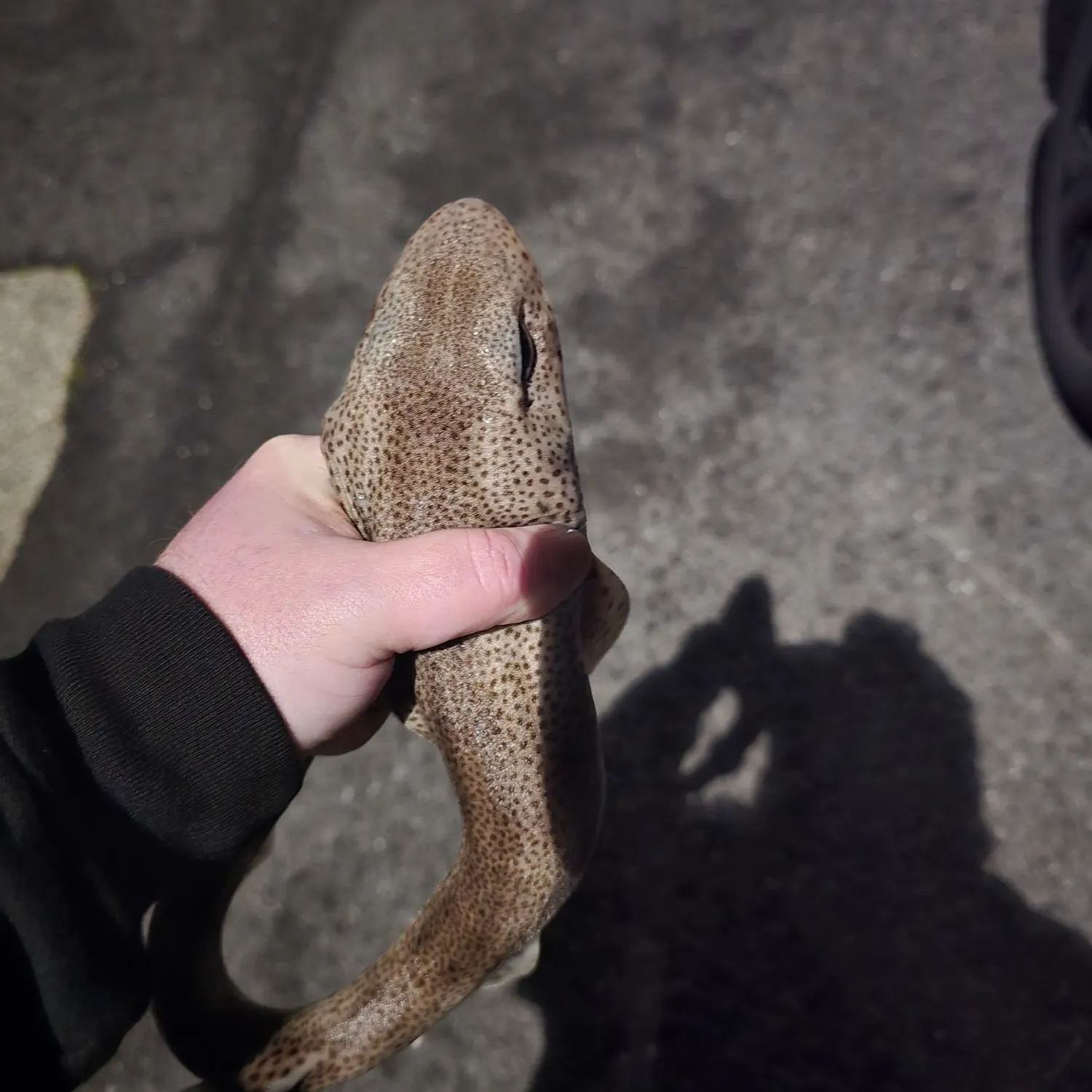 The most recent Lesser spotted dogfish catches on Fishbrain