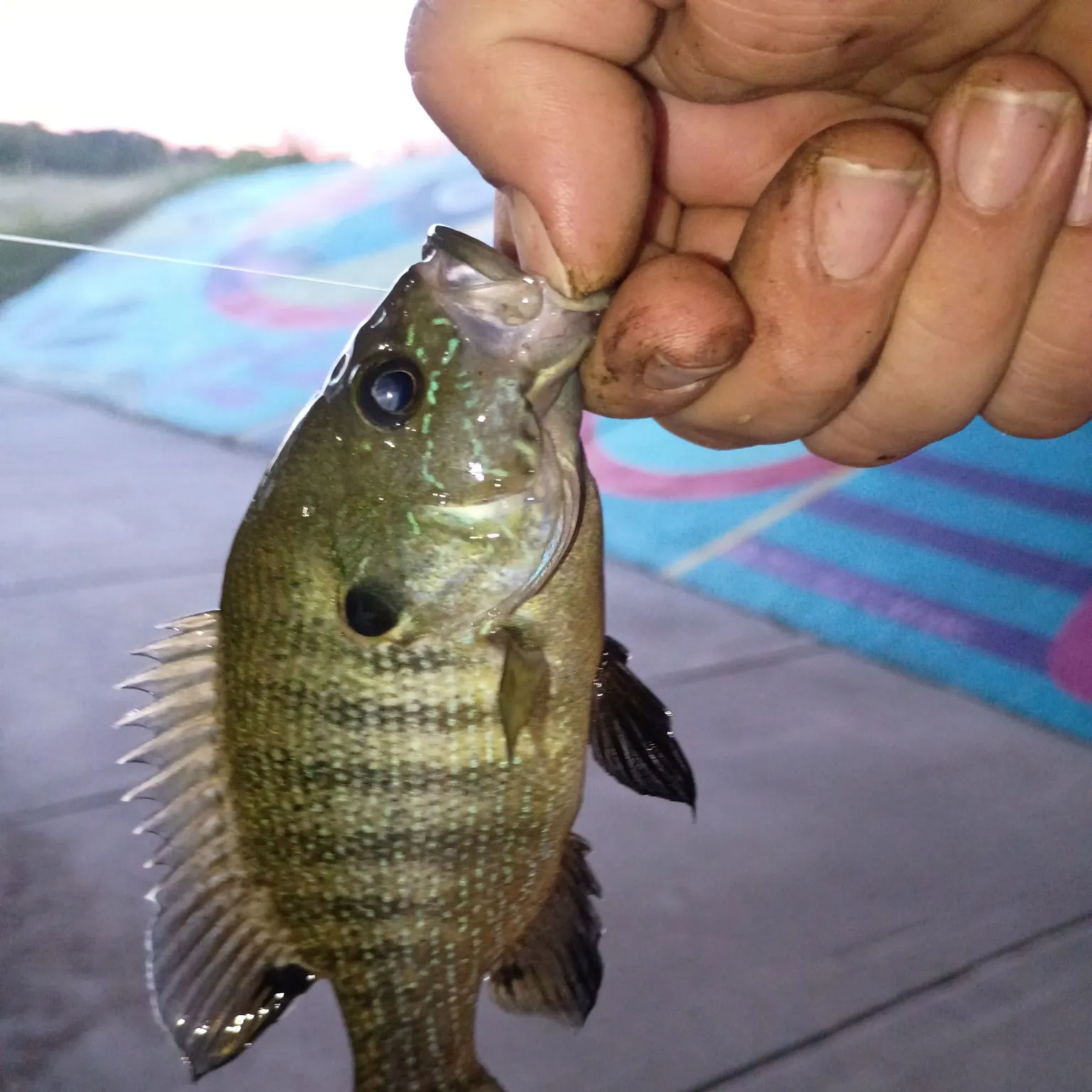 Warmouth caught on Fishbrain
