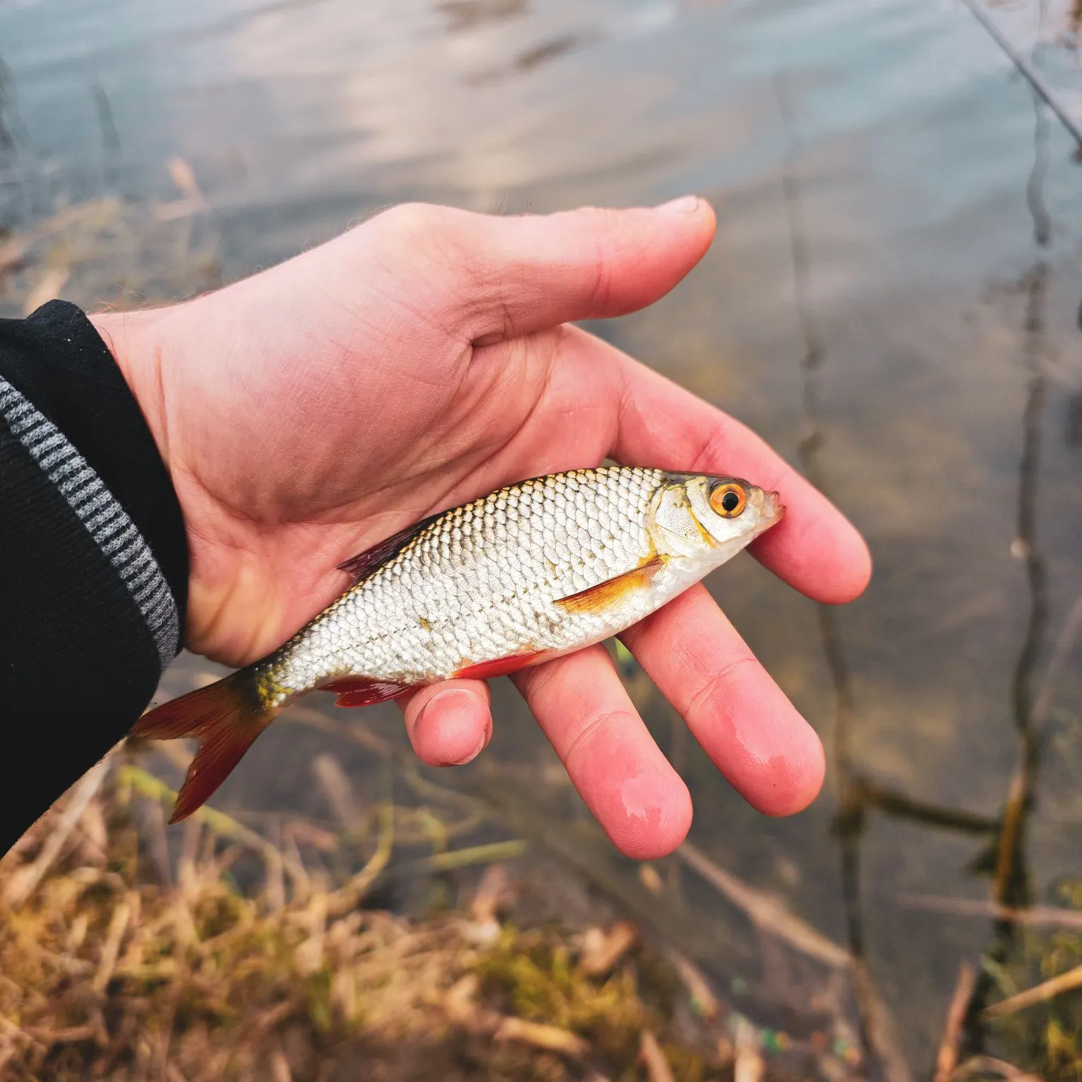 The most recent Common rudd catches on Fishbrain