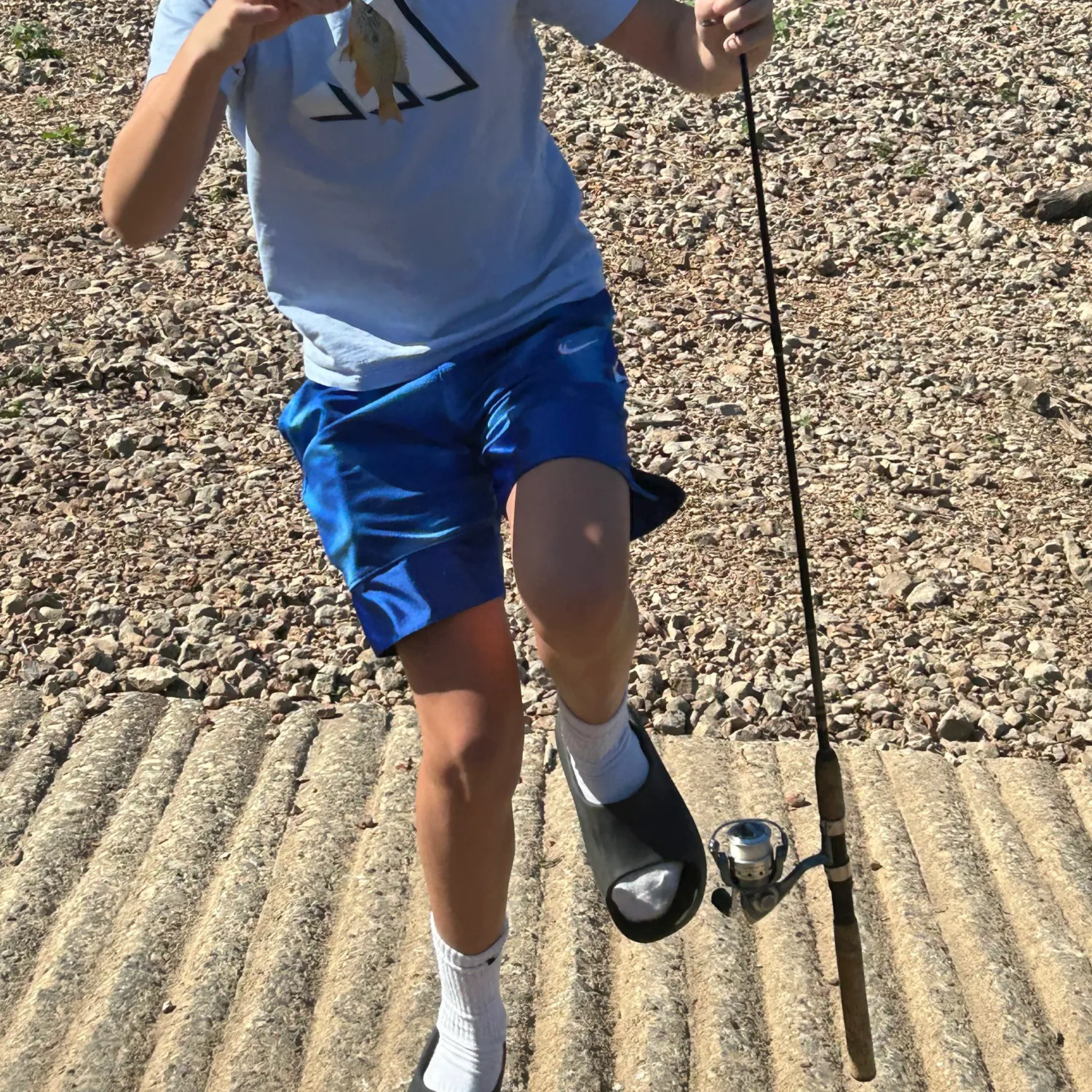 Bluegill caught on Fishbrain