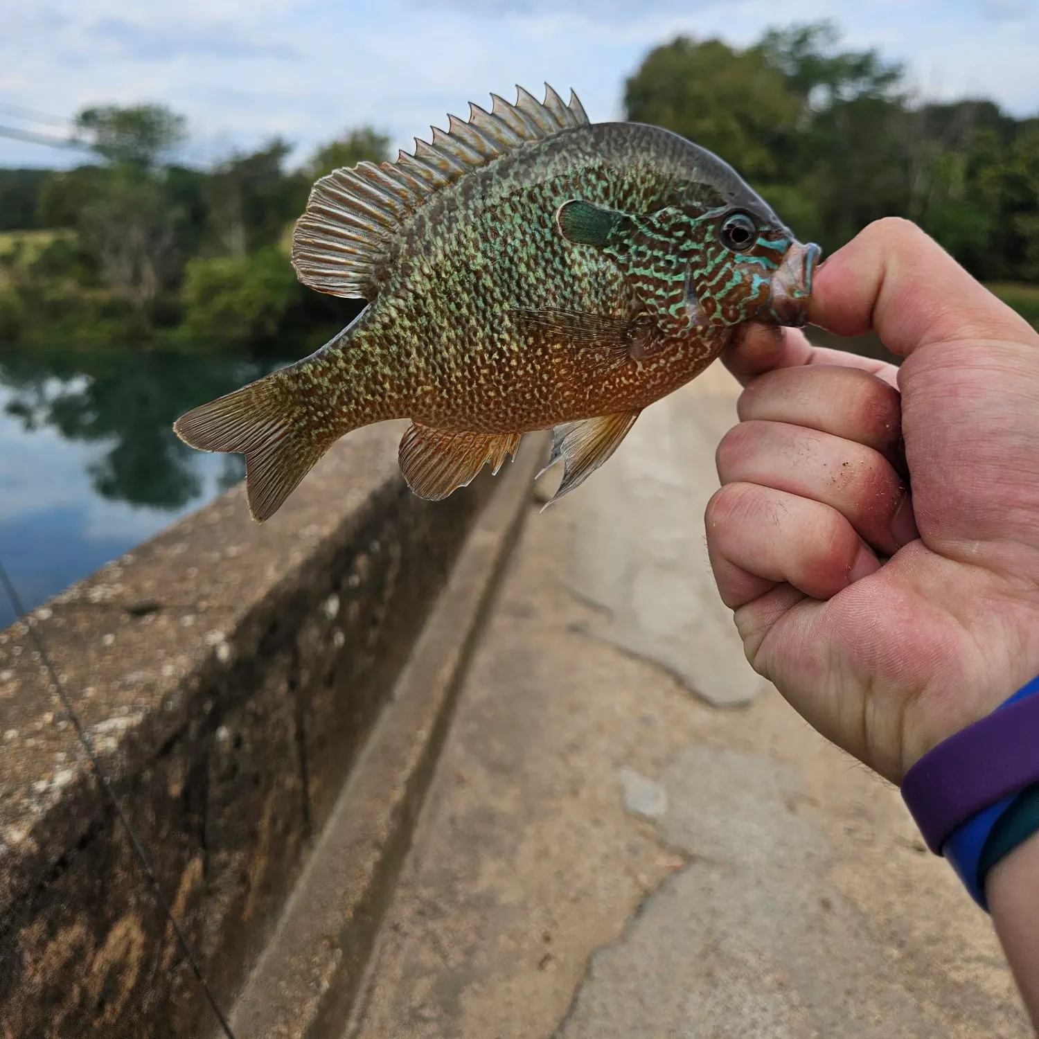 Longear sunfish caught on Fishbrain