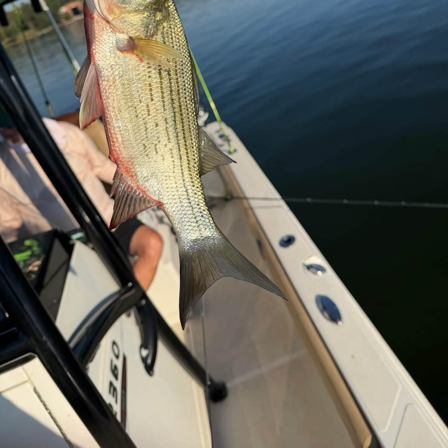 White bass caught on Fishbrain
