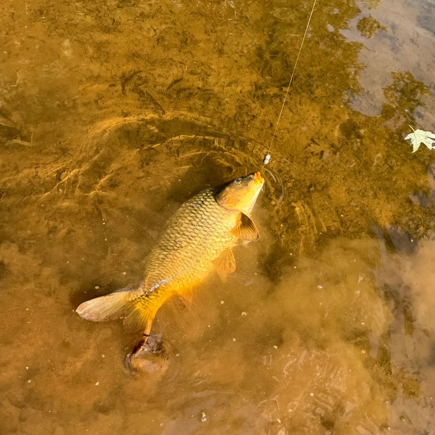 Common carp caught on Fishbrain