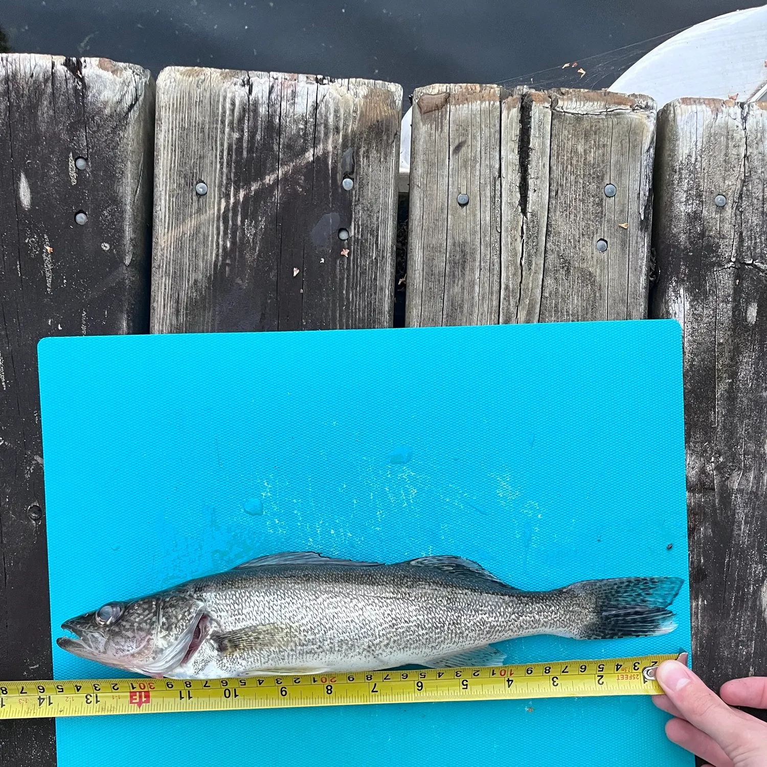 Walleye caught on Fishbrain