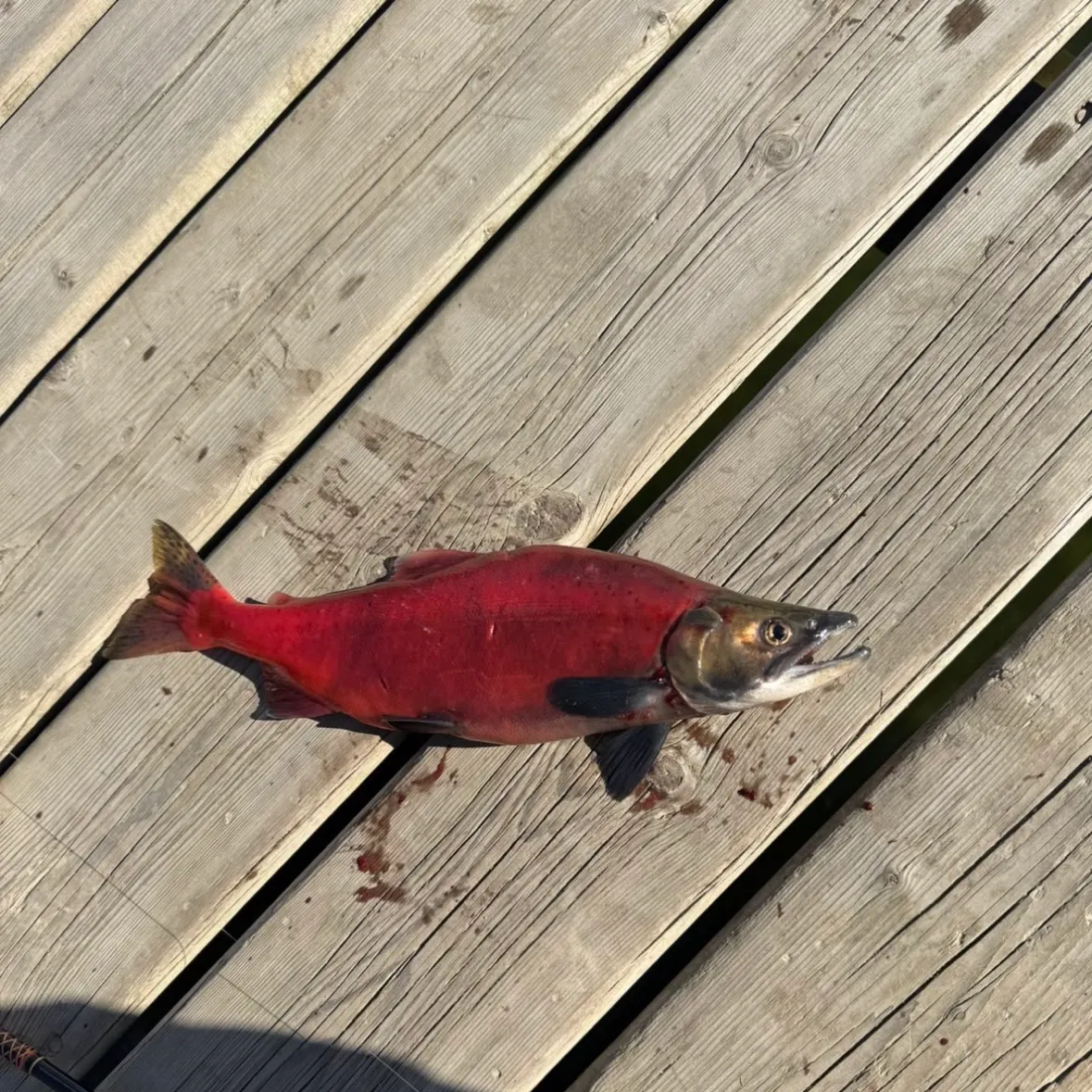 Kokanee salmon caught on Fishbrain