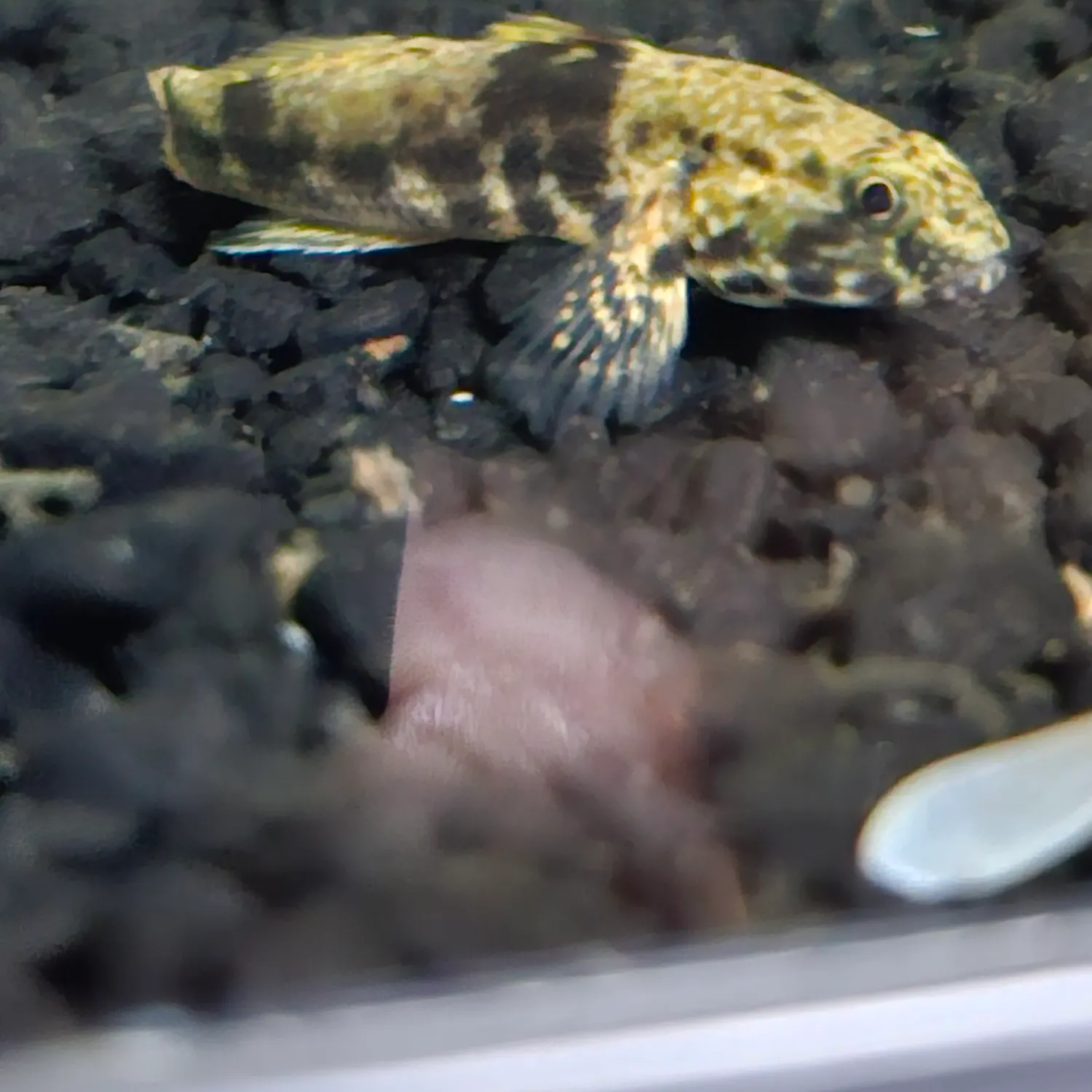The most recent Dusky tripletooth goby catches on Fishbrain