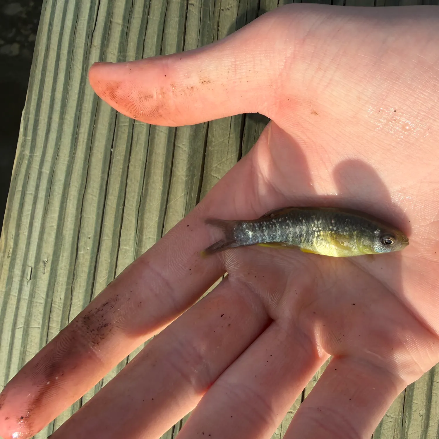 The most recent Mummichog catches on Fishbrain