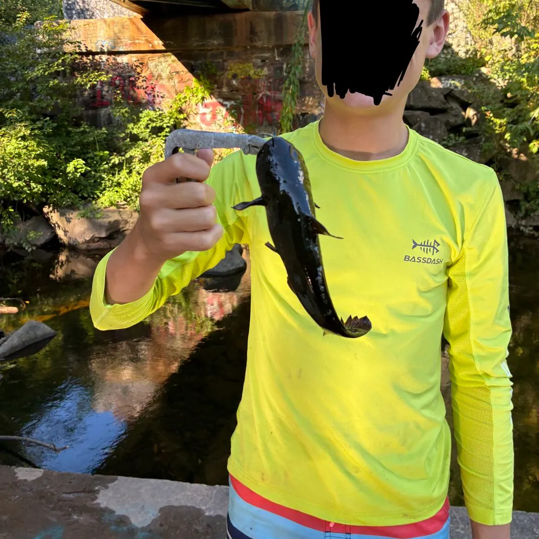 Black bullhead caught on Fishbrain
